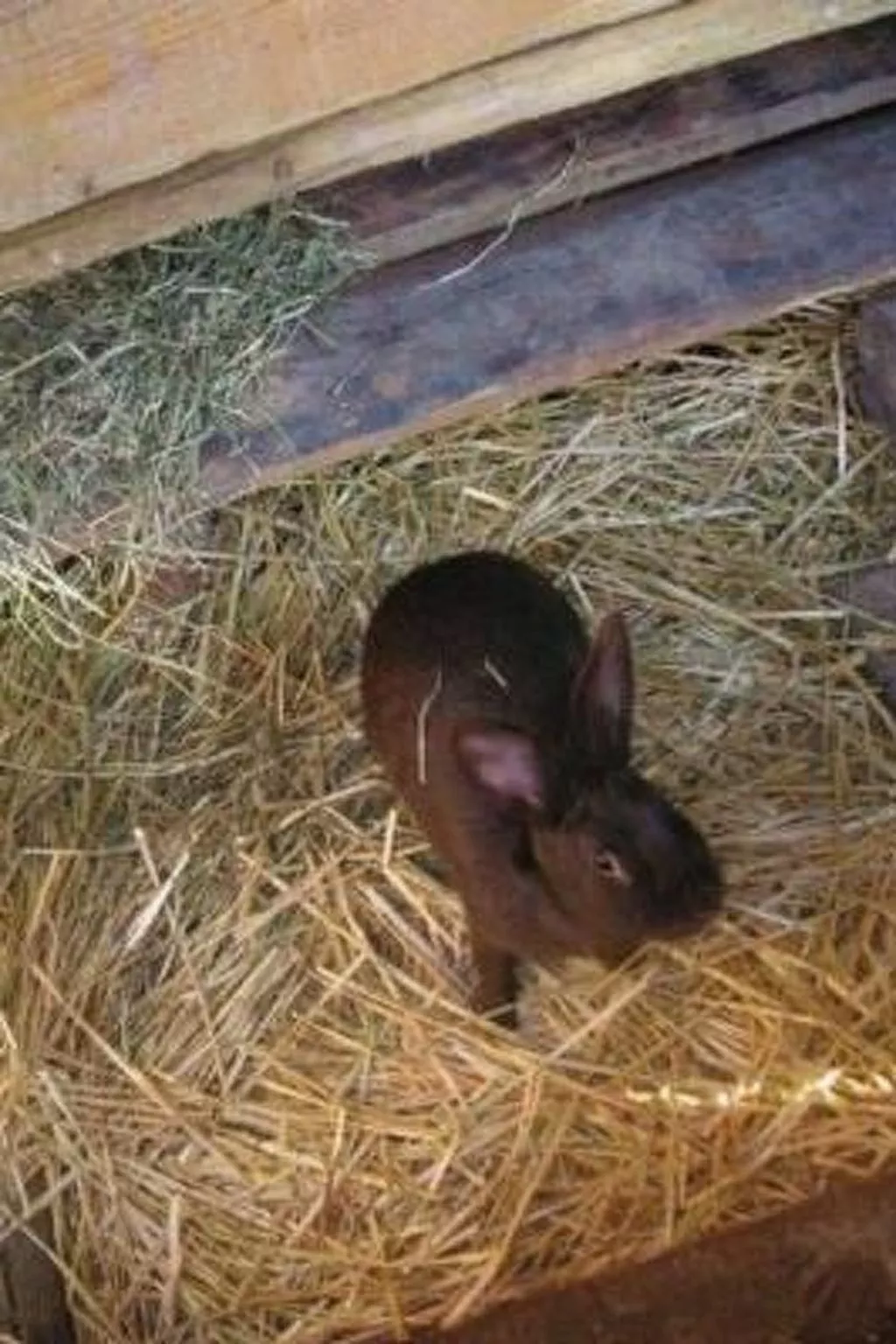 Stöckli-Image-tags.info