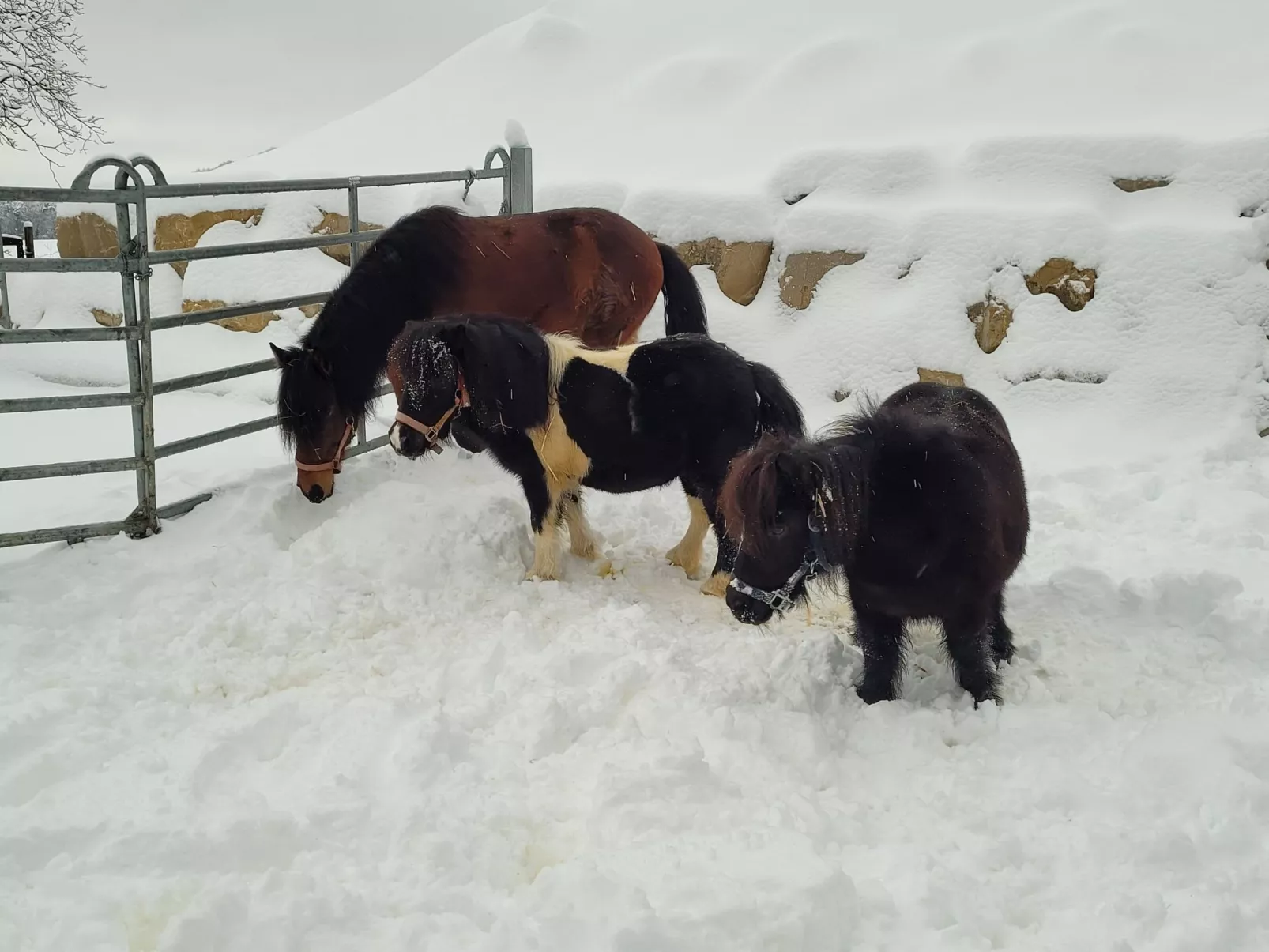 Chalet Staufenhof-Outside