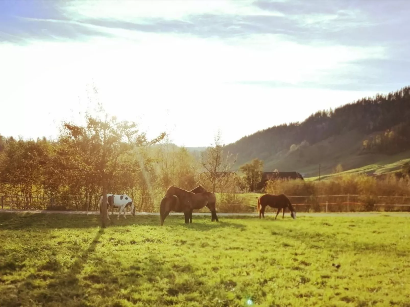 B & B auf dem Bauernhof-Image-tags.info