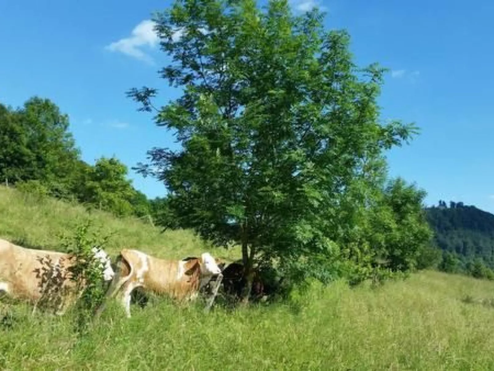 Ferienwohng. Susanne-Image-tags.info