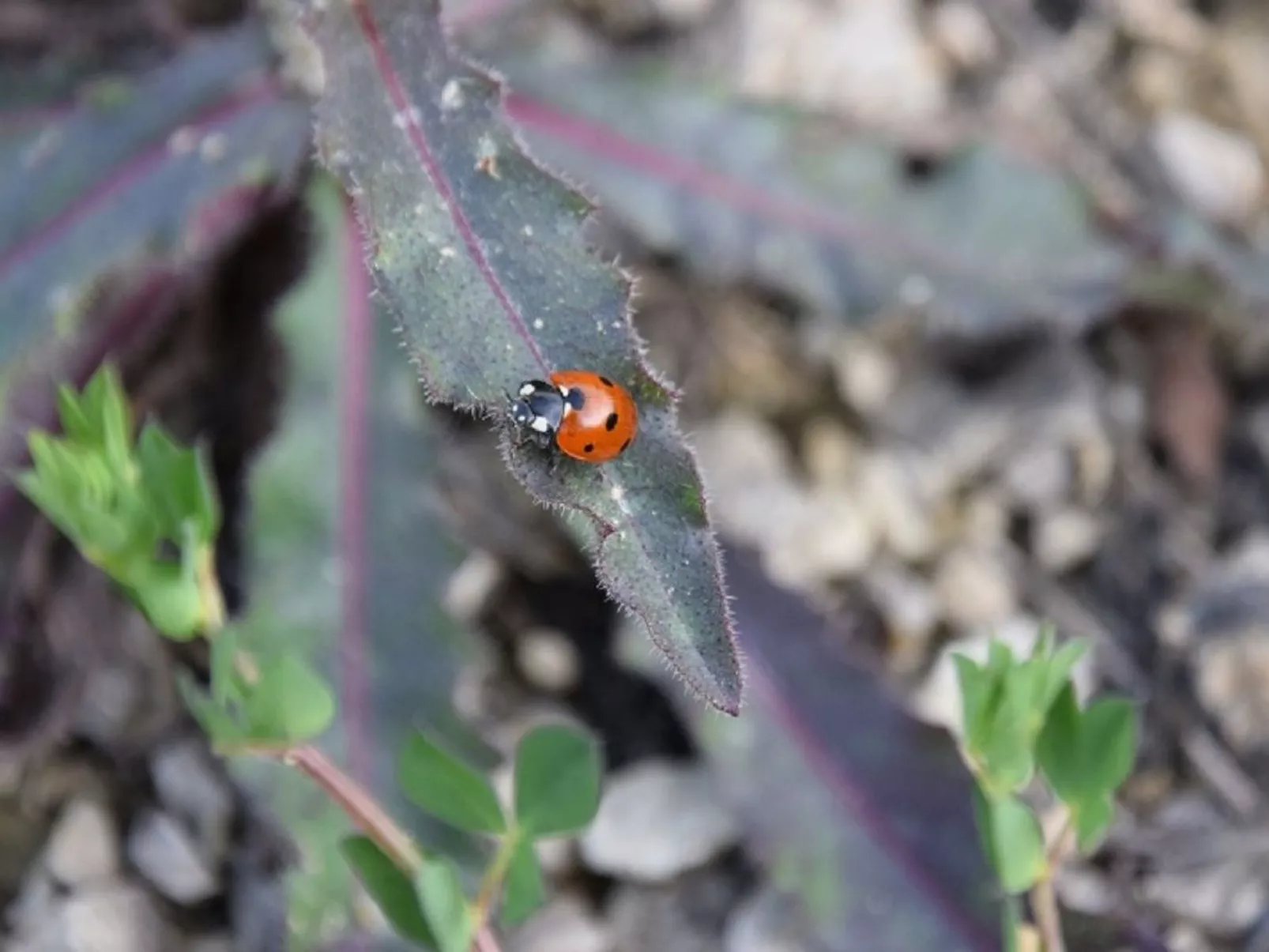 Stadt Apartement-Image-tags.info