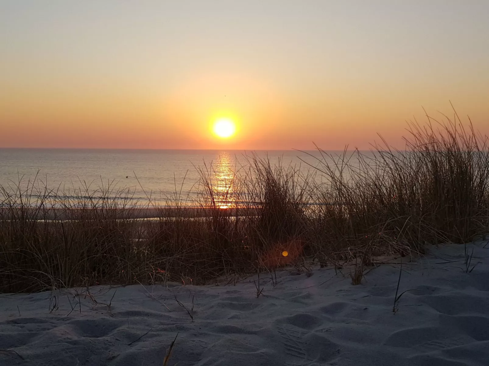 Strandfloh in Hörnum-Draußen