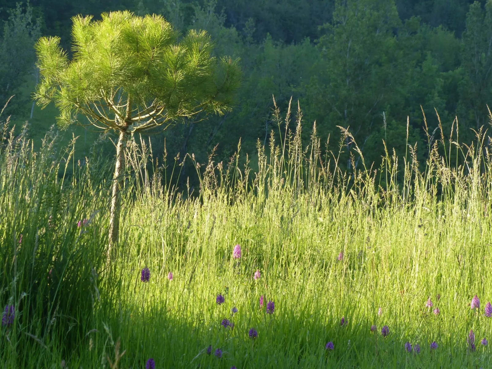 La Ferme des Paons-Image-tags.info