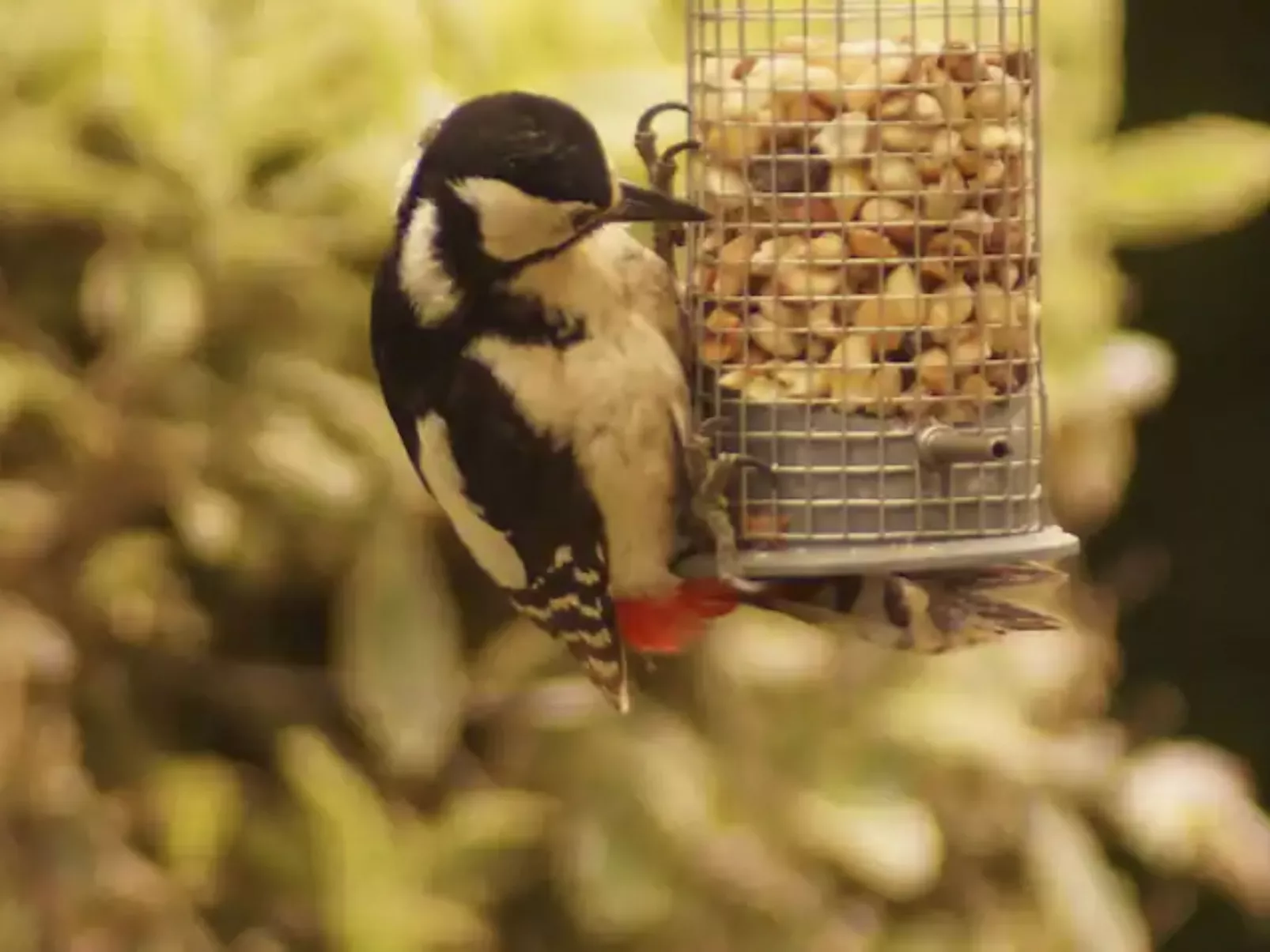 Idyllisches Landhaus mit wunderschönem Garten-Image-tags.info