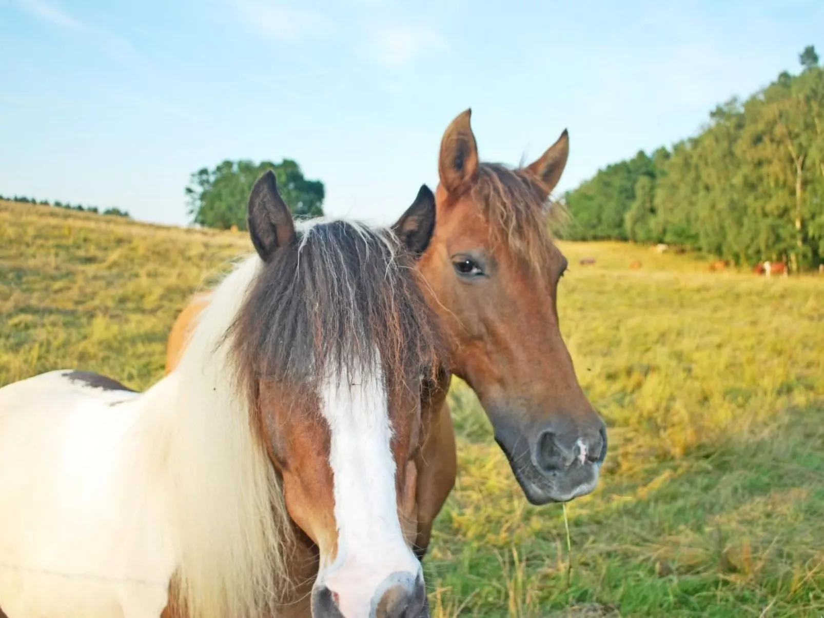 Müritz Ferienhaus-Image-tags.info