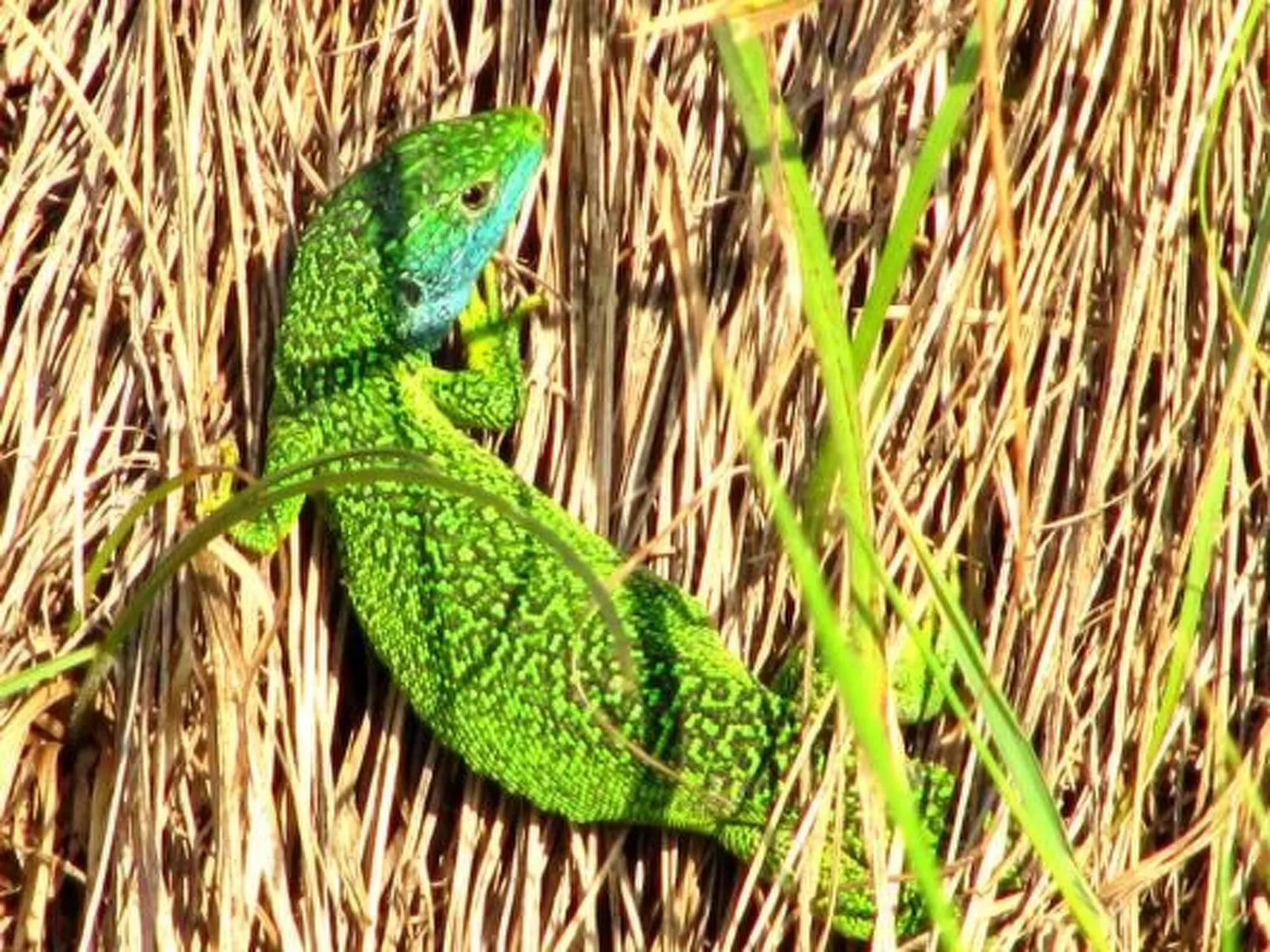 Appartement in Schelingen mit Garten und Grill - Image-tags.info