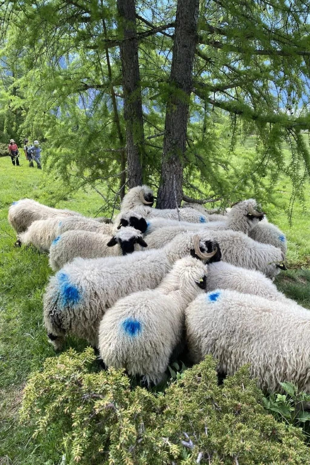 Malu in Ausserberg-Draußen