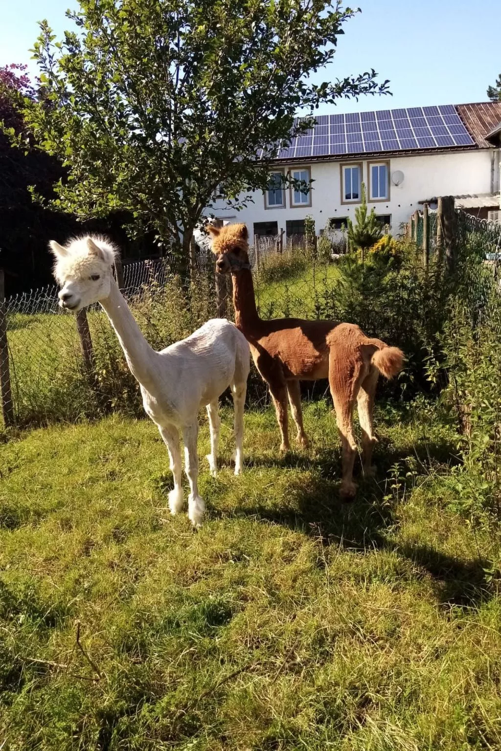 Scheunen Nest-Draußen