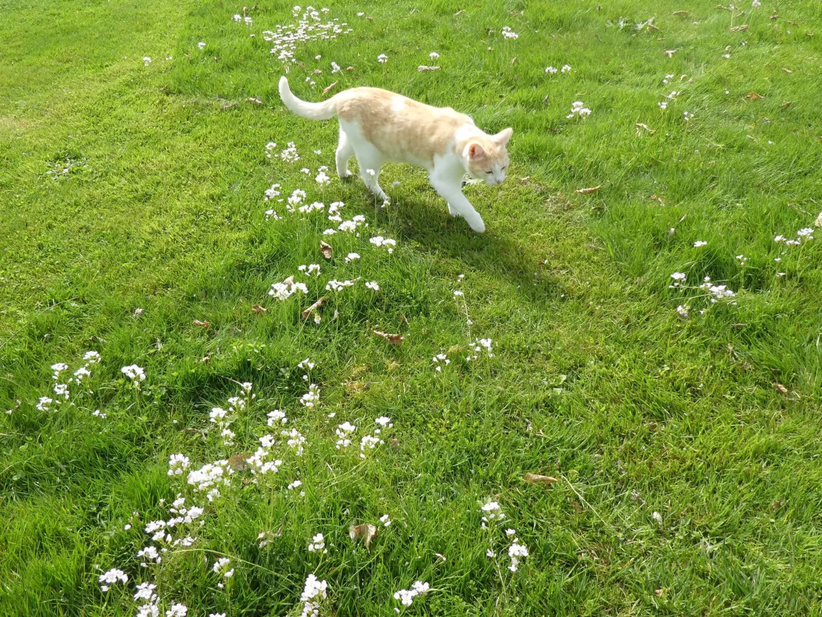 Urlaub Zirkuswagen-Dehors