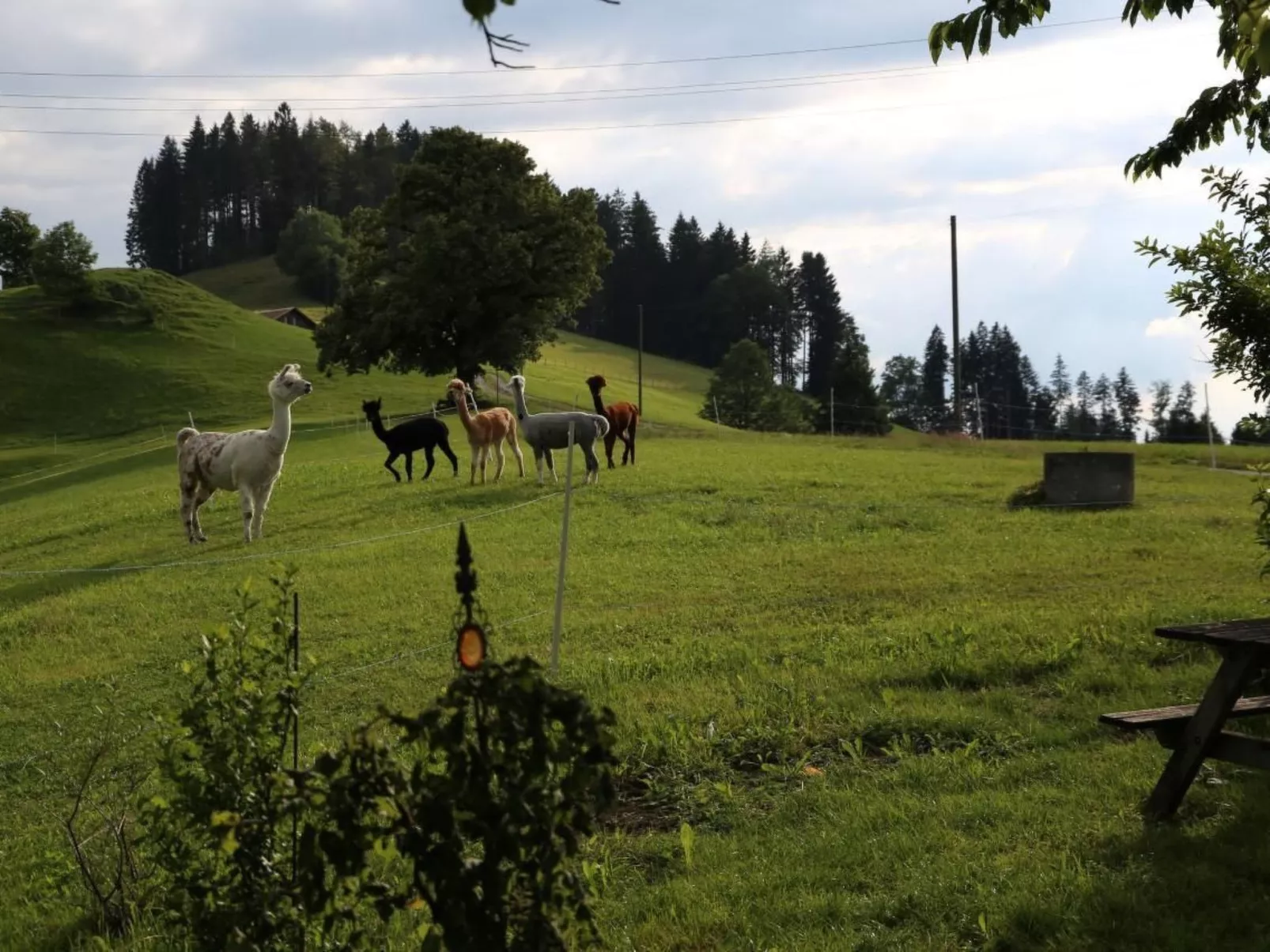 Tiererlebnishof Windegg-Draußen