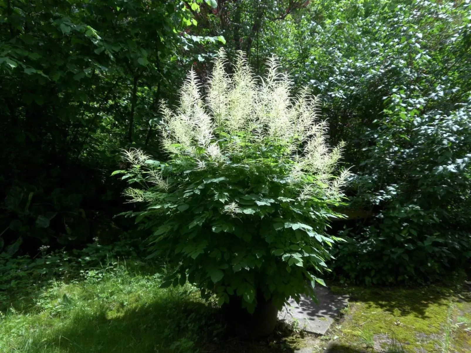 Design Ferienwohnung in historischer Villa-Dehors