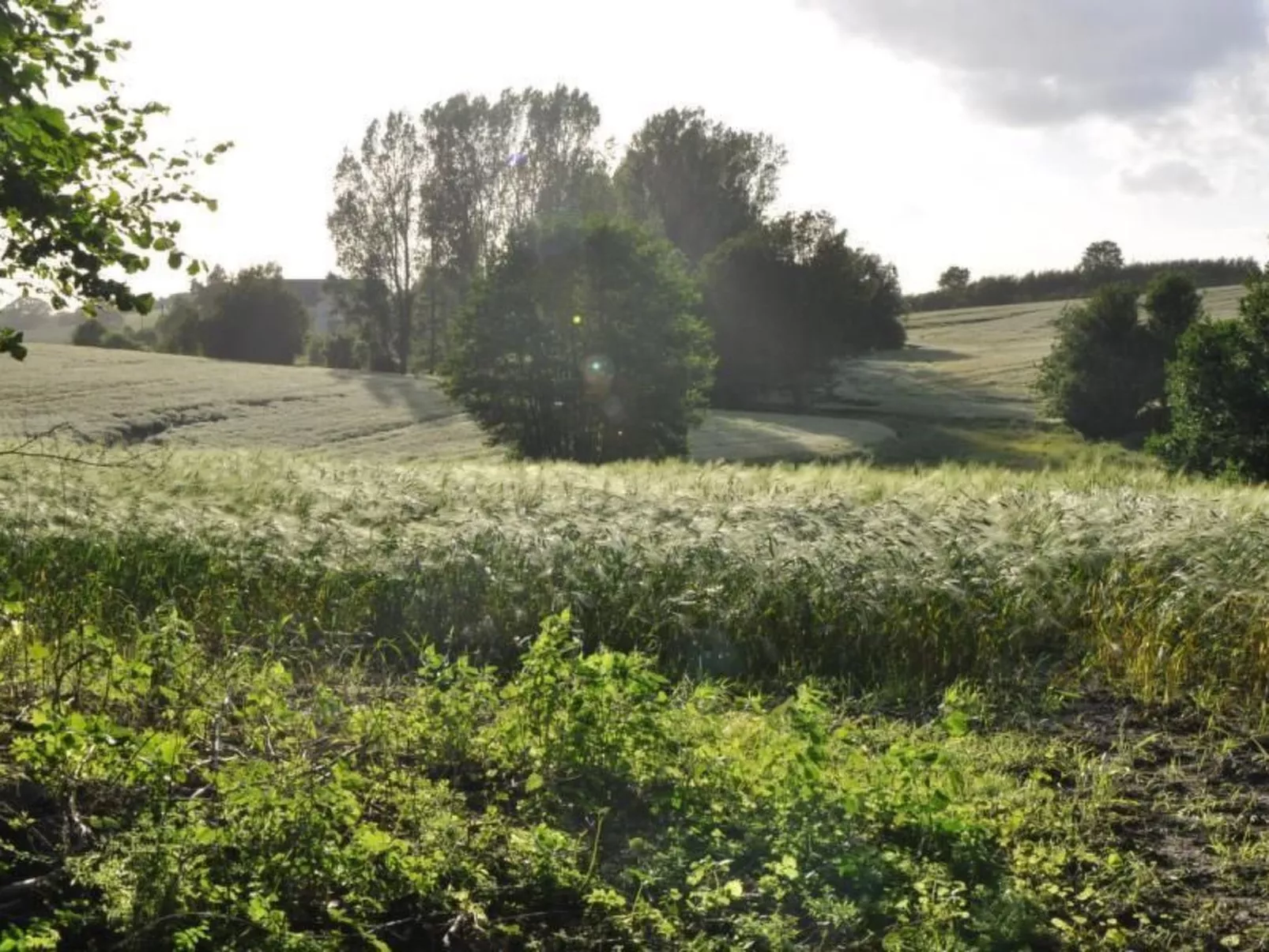 Hof Rodenkrog Fewo 1-Dehors