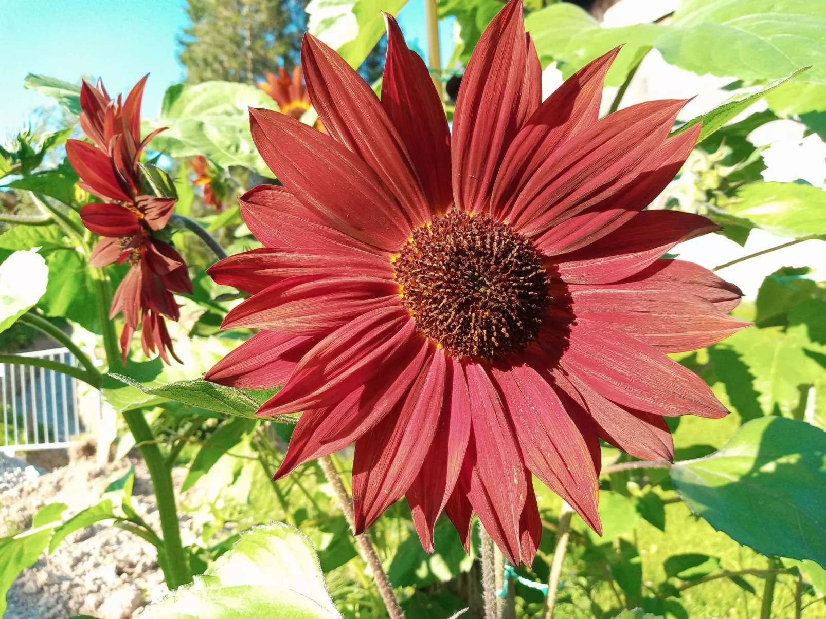 Gsenger in Abtenau-Image-tags.info