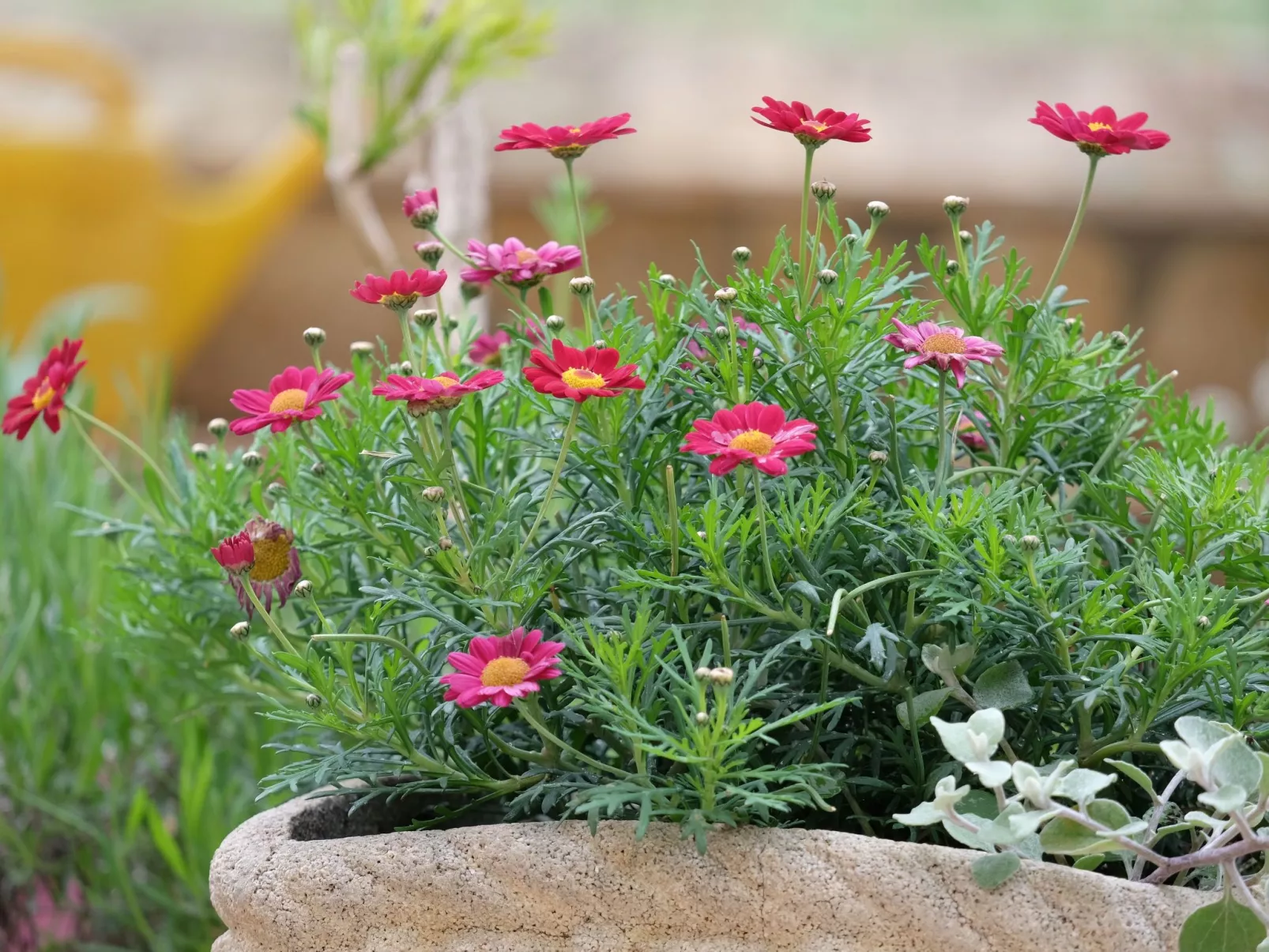 Wohnung in Fažana mit gemeinsamem Pool und Garten-Drinnen