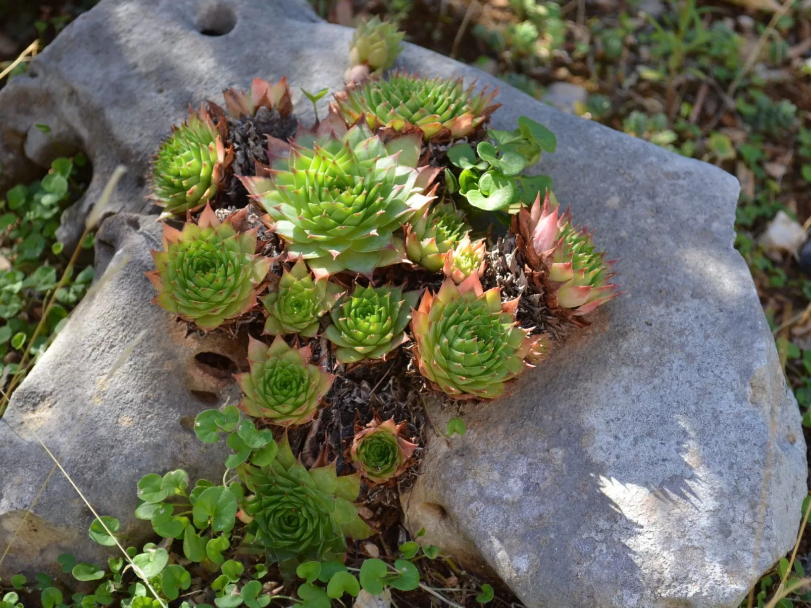 Villa Prana-Draußen