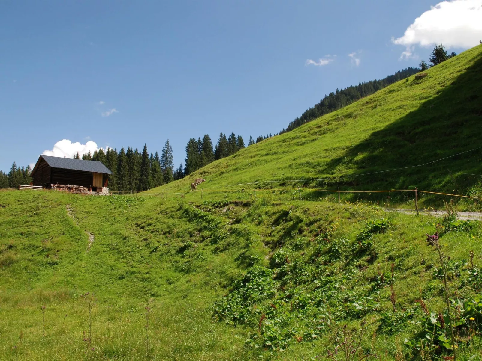 Bohemia 4 in Sankt Gallenkirch-Image-tags.info