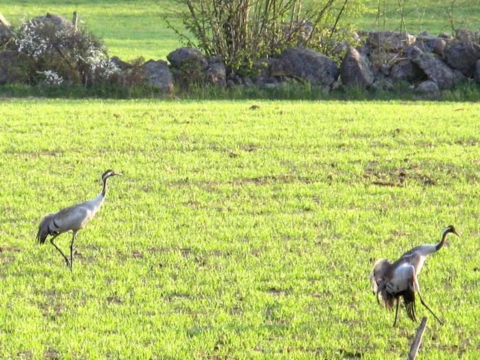 Idyllisches Bauernhaus in Småland-Outside