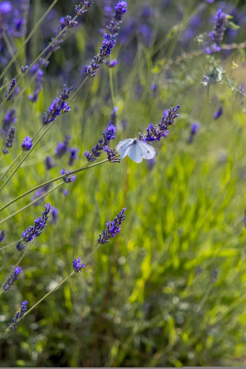 Ferienvilla "Monte Bibali" mit Infinity-Pool-Dehors