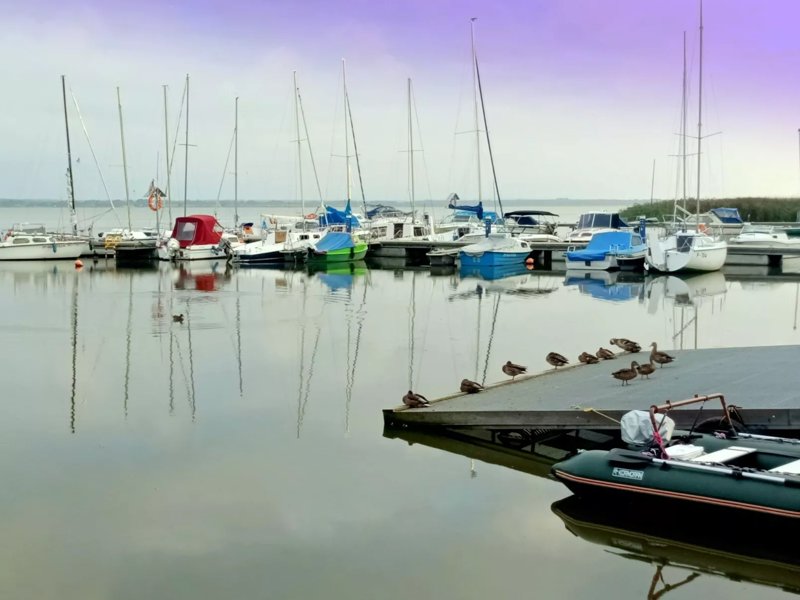 "Paradise Star Bobolin"-Outside