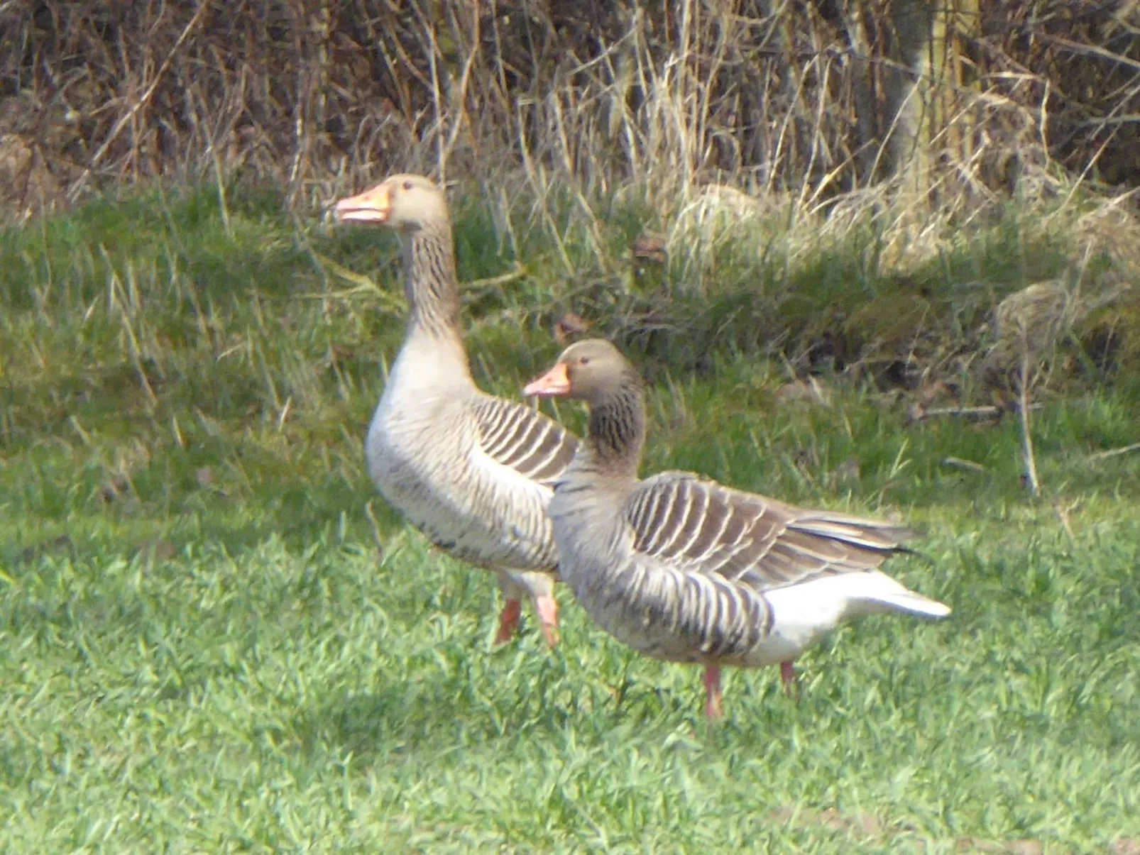 Hochwertige Ferienwohnung in Gingst-Draußen
