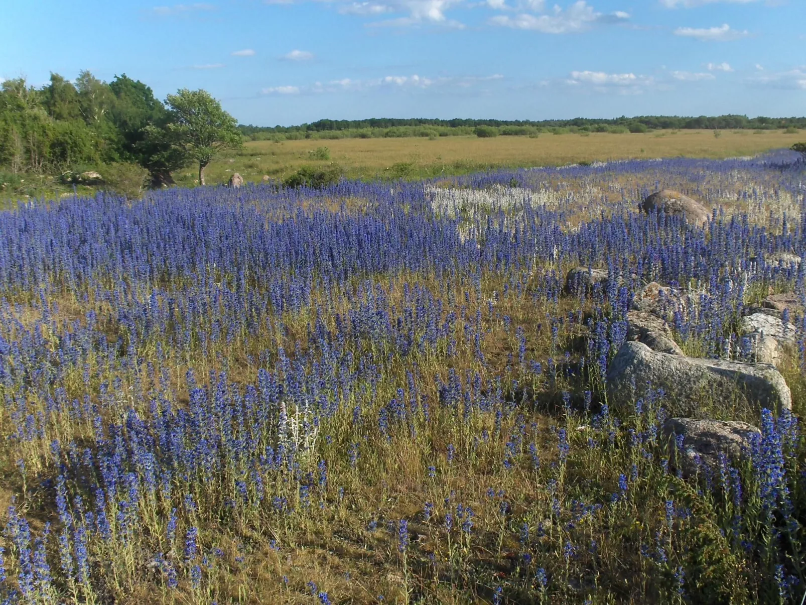 Gemütliches Ferienhaus Sjöstugan am Meer-Image-tags.info