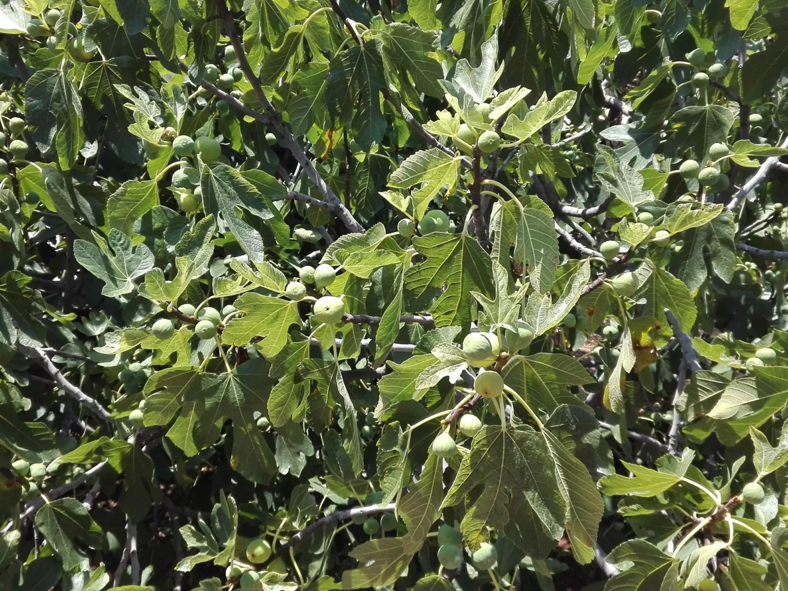 Wohnung mit Balkon und Meerblick-Draußen