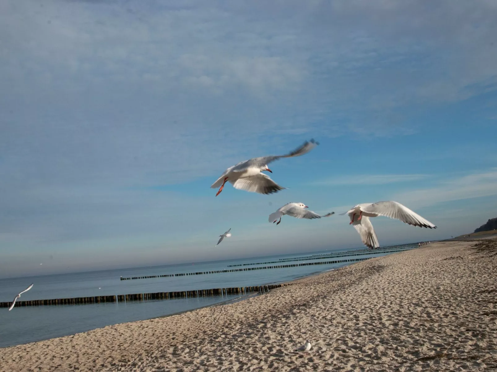 Admiral's Cor. Gulet-Image-tags.info