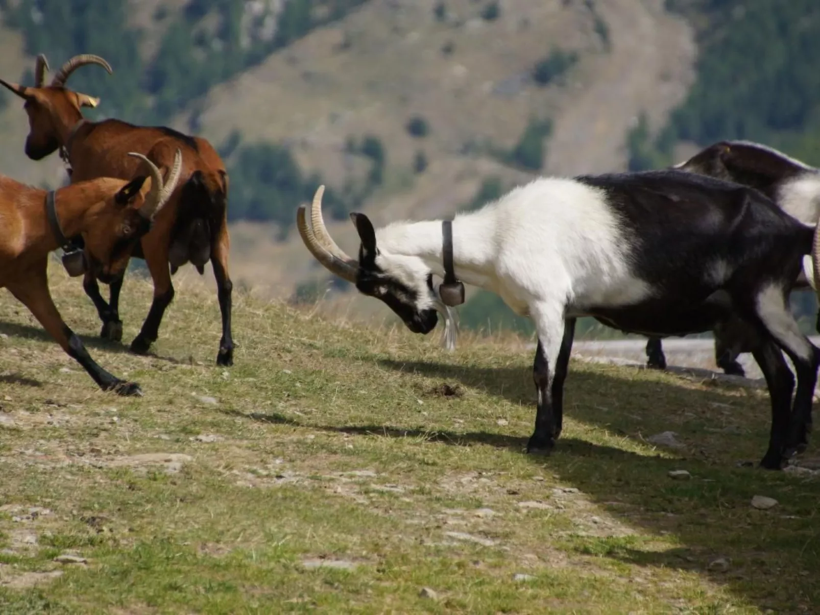 Mountain view-Image-tags.info