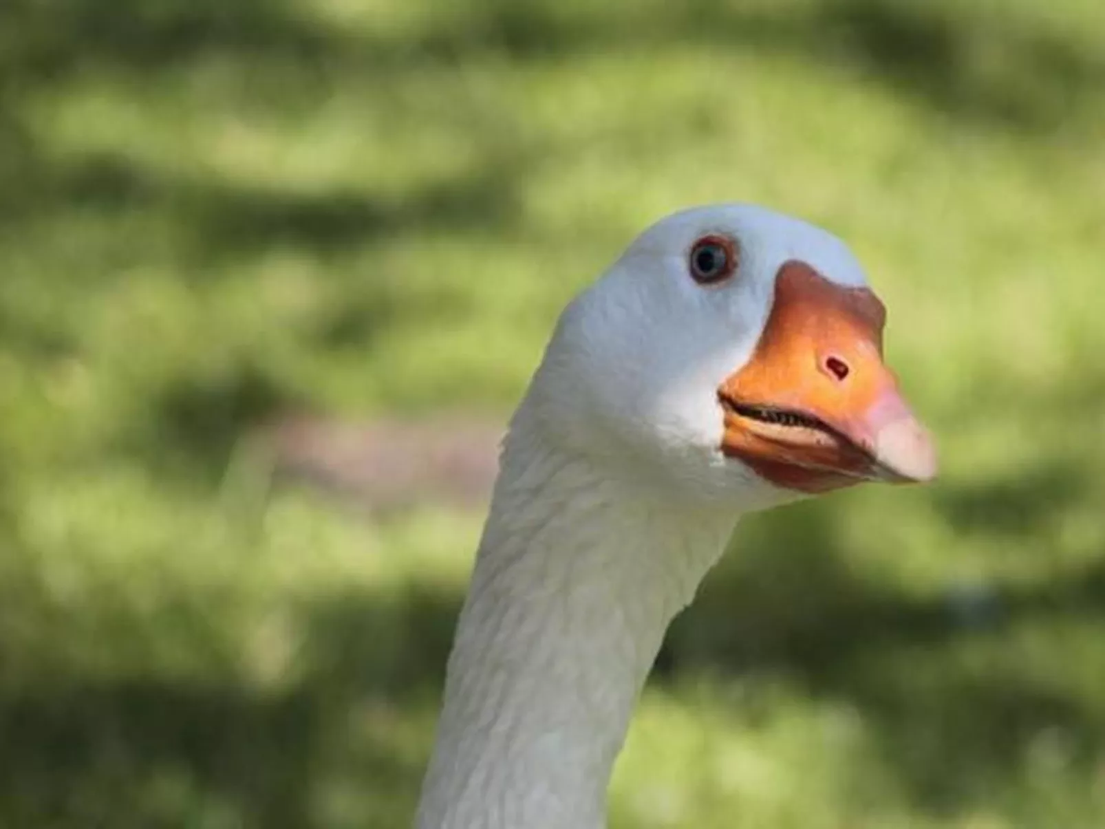 Rosentürmli - Outside