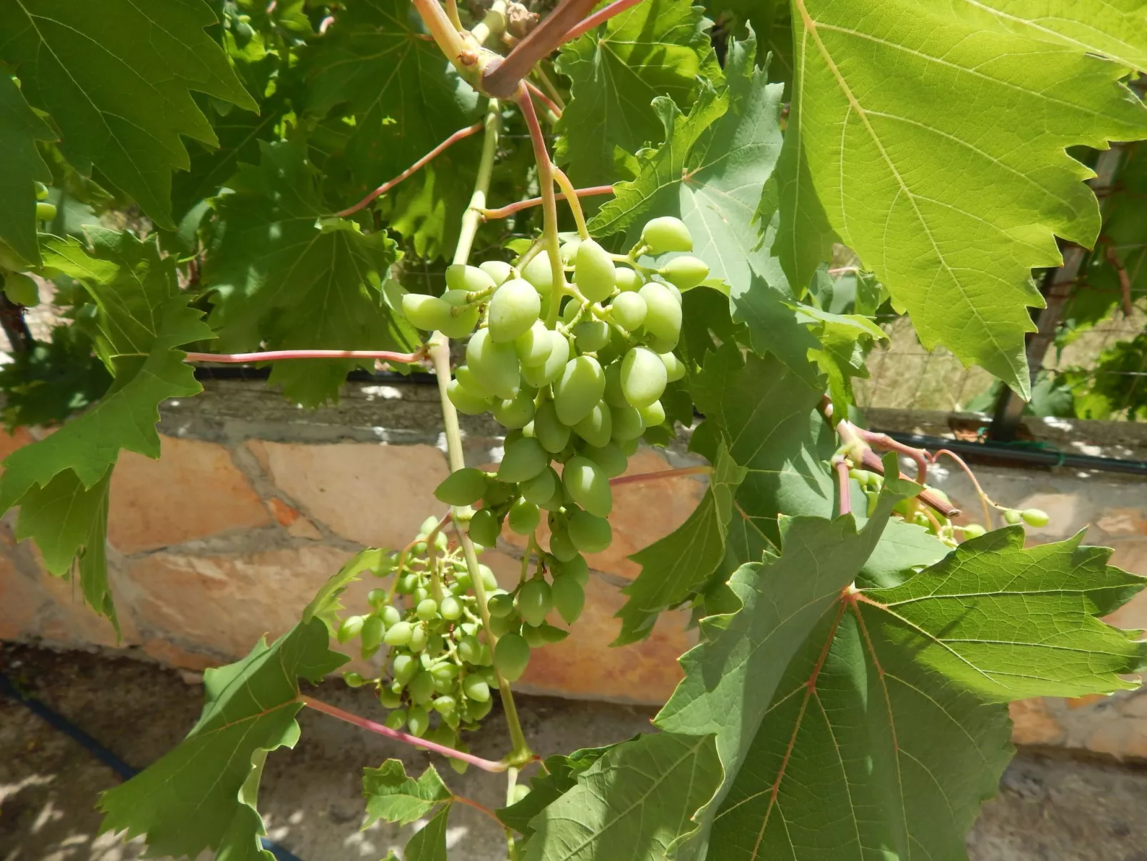 Für 4 Personen ca. 60 m&sup2; in Milna auf Brac, Adriaküste Kroatien (Kroatisch-Dehors