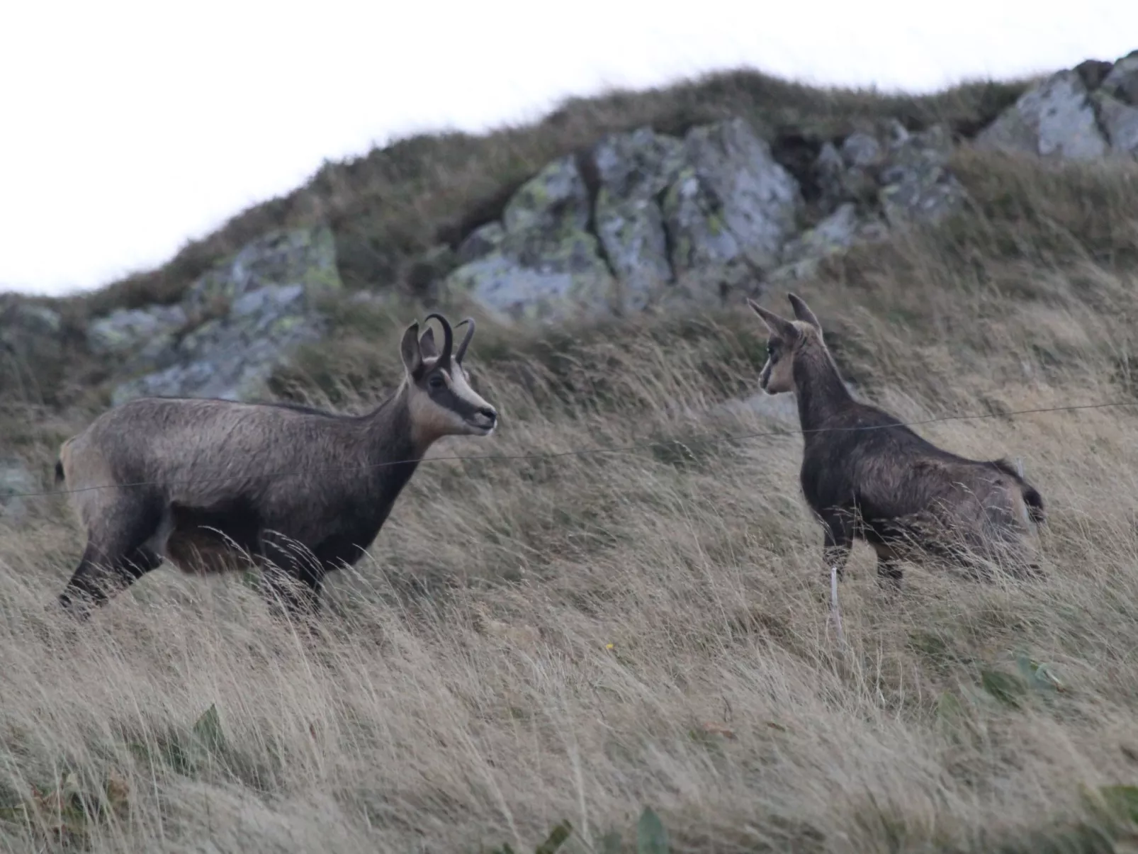 Zwischen Elsass und Vogesen, gite in einem schönen Chalet.-Draußen