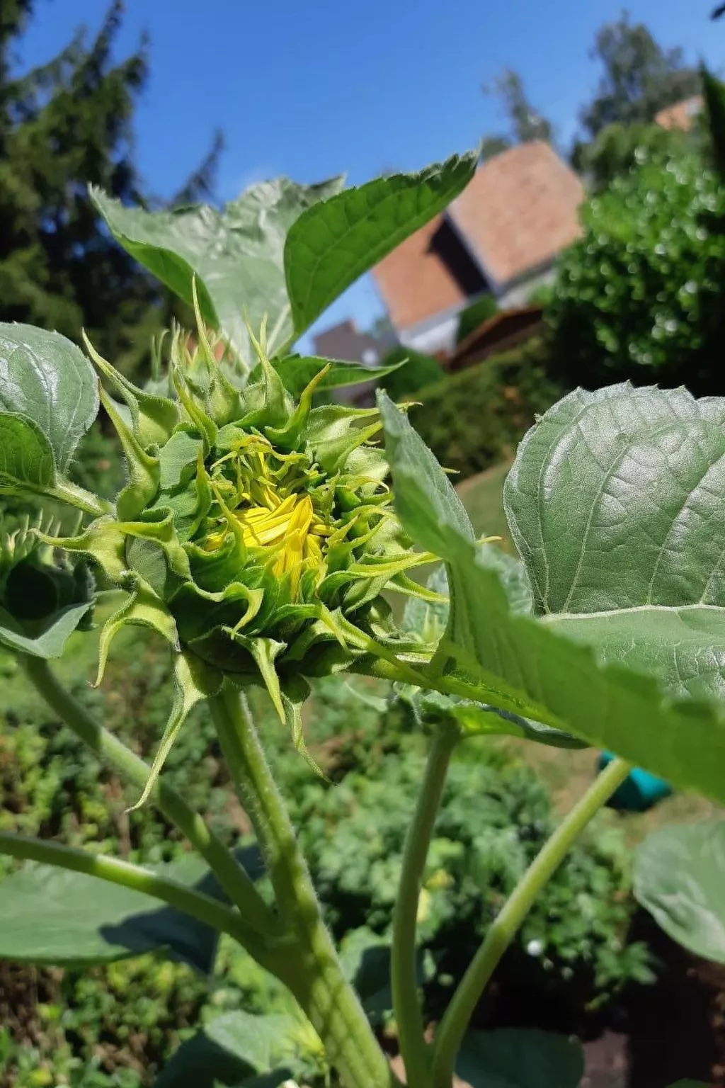 Klimatisiertes Ferienhaus in Bükfürdö mit Garten-Dehors