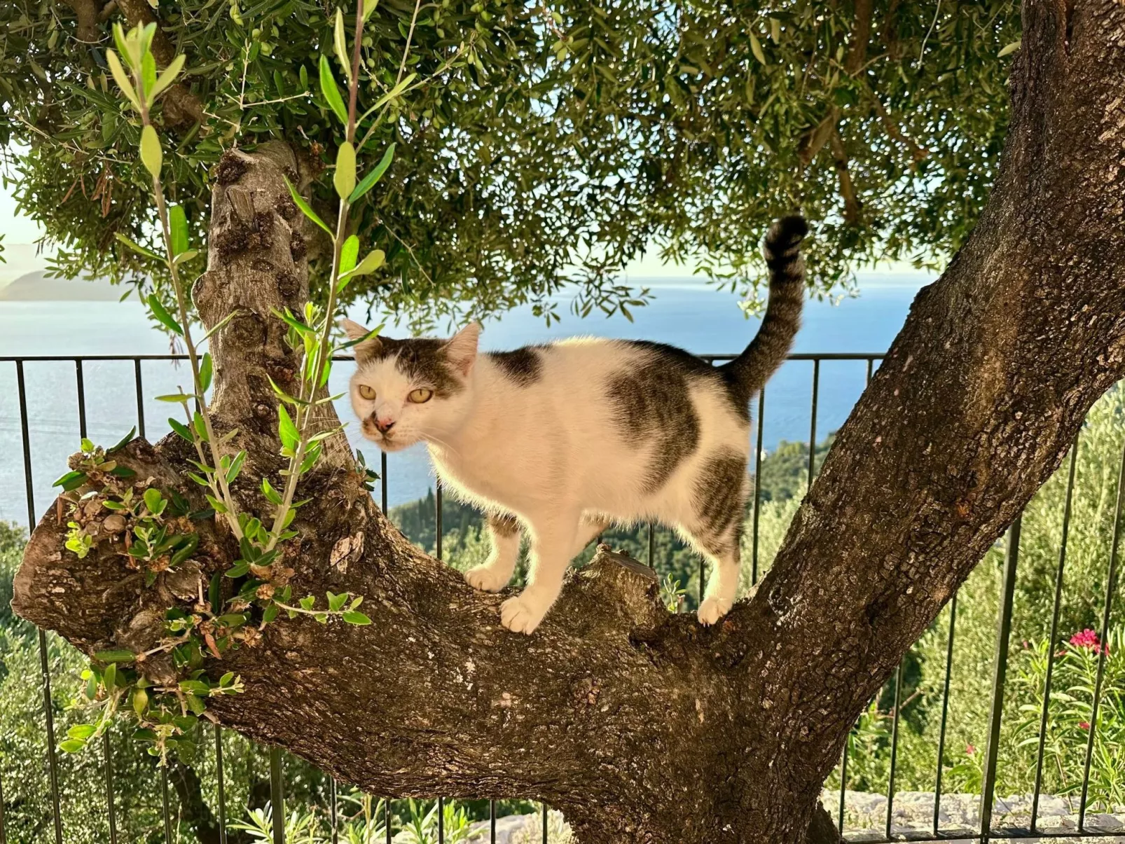 Prächtige Villa in spektakulärer Lage-Draußen