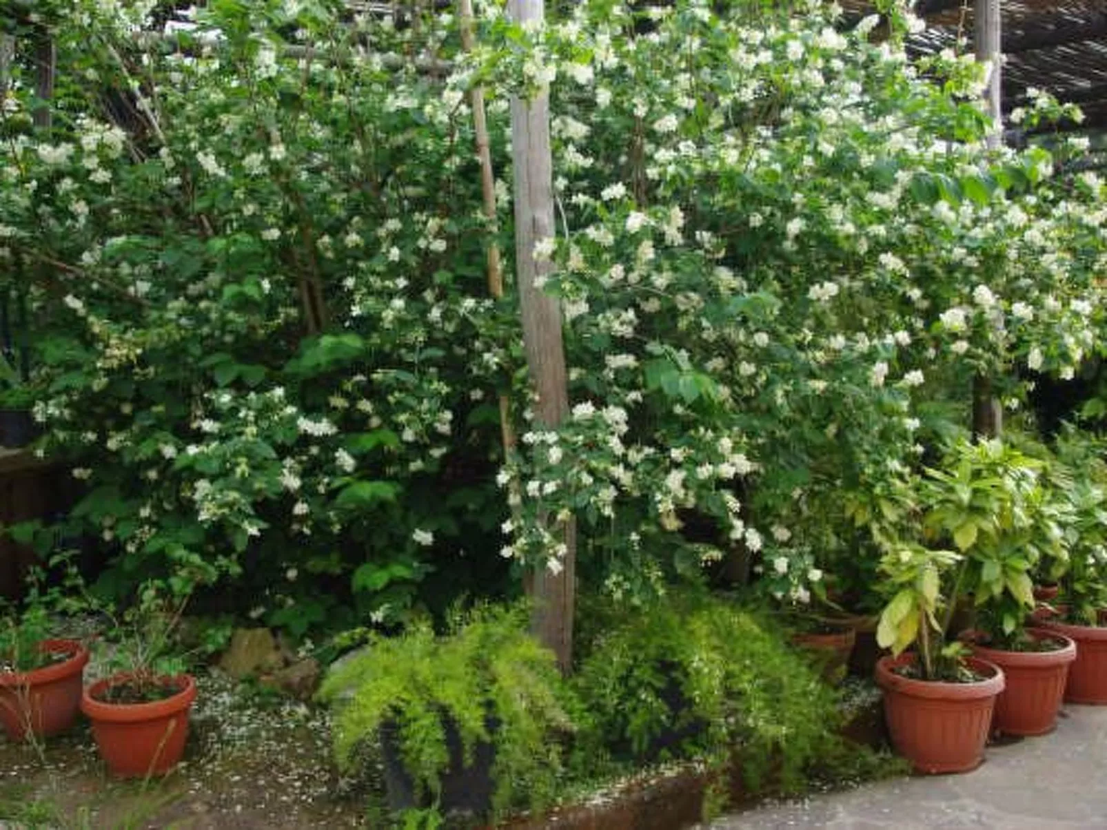 'Camelia-Image-tags.info