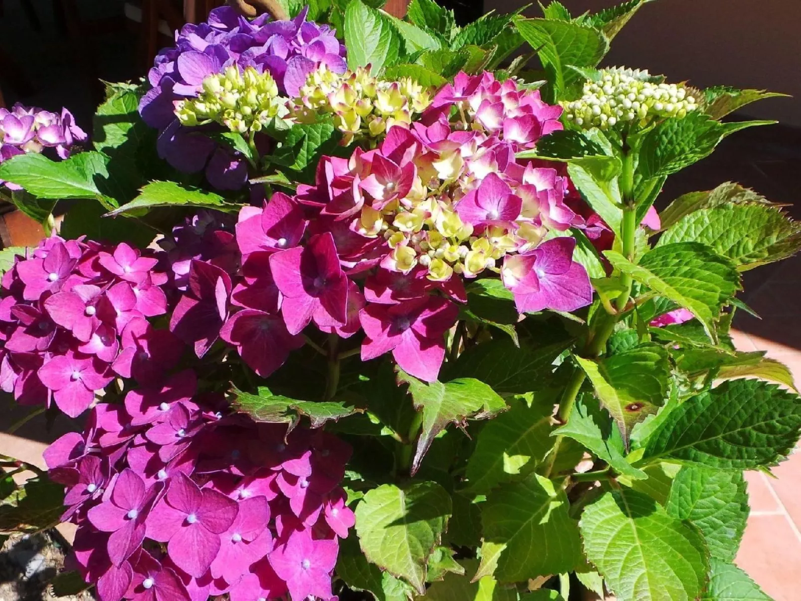 Wohnung 'Sonne und Mond' mit Schwimmbad-Draußen
