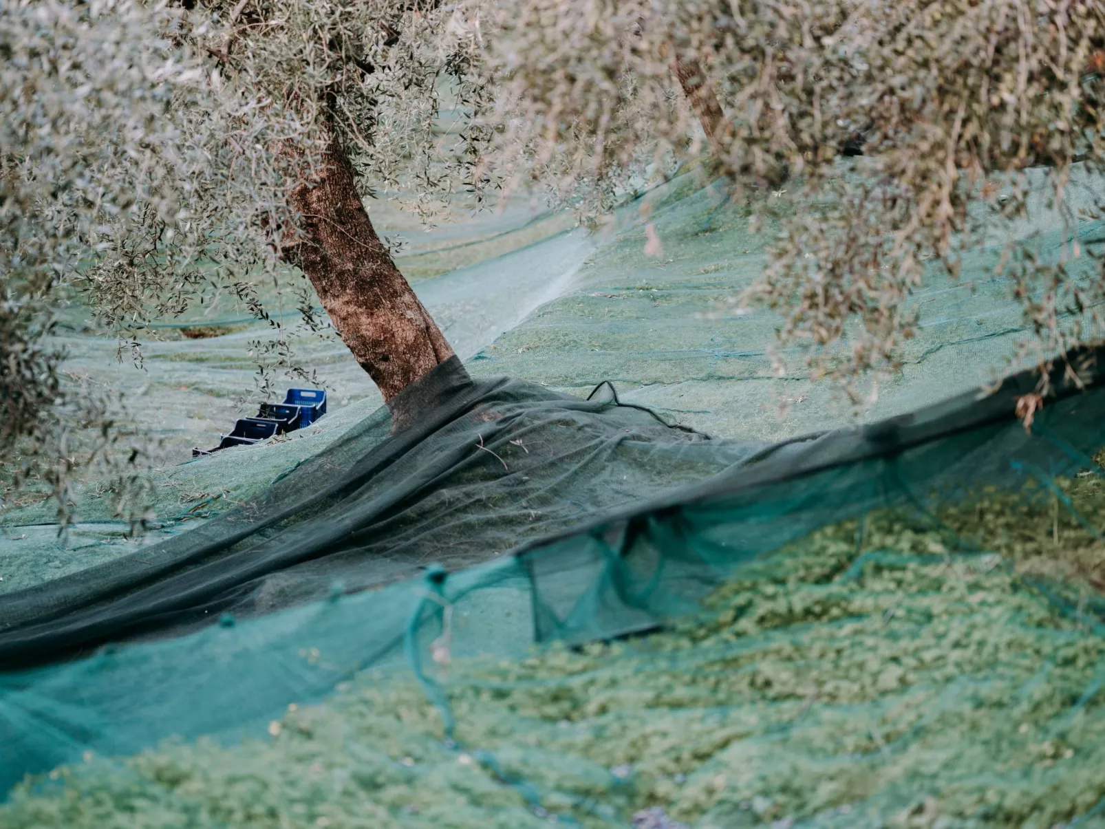 In Diano San Pietro-Image-tags.info