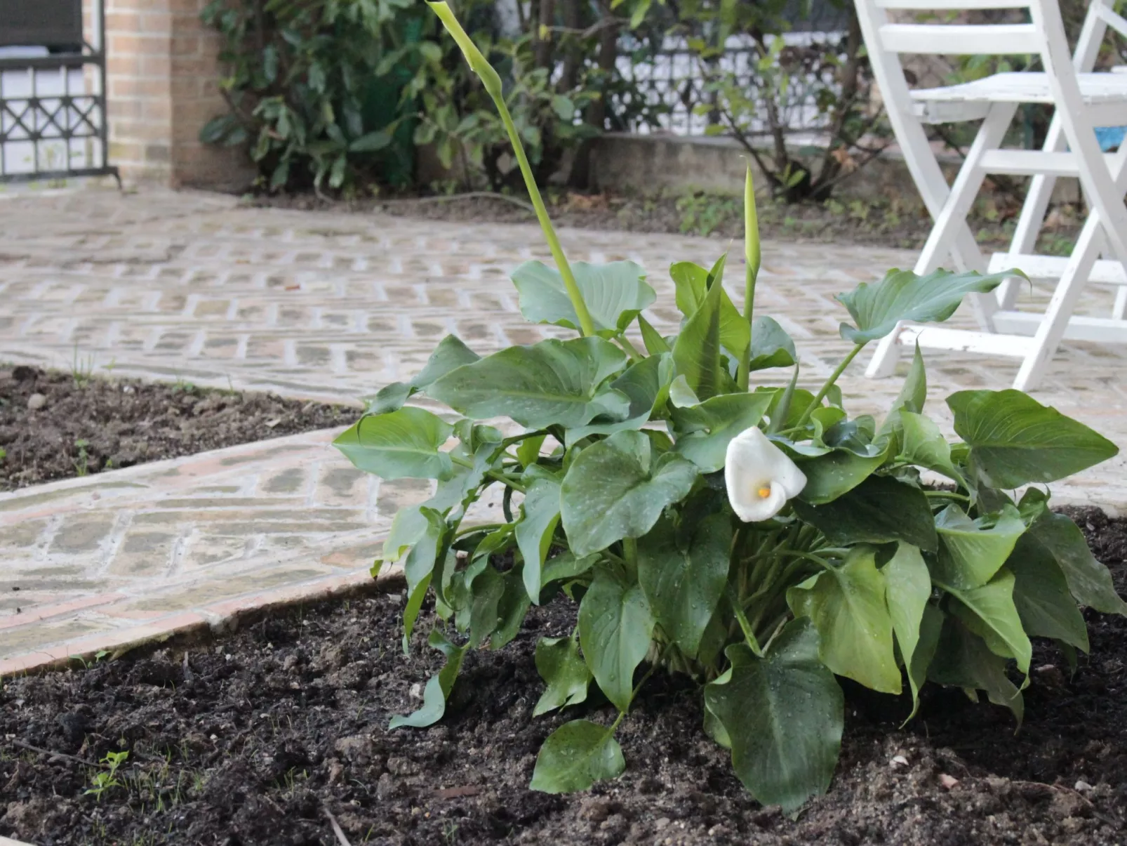 "Daphne Experience".-Outside