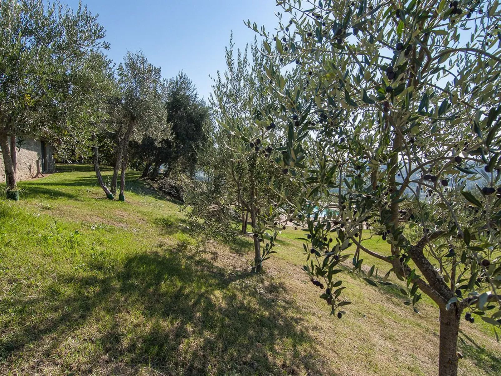 Geranei Haus mit Schwimmbad zwischen Florenz und-Image-tags.info