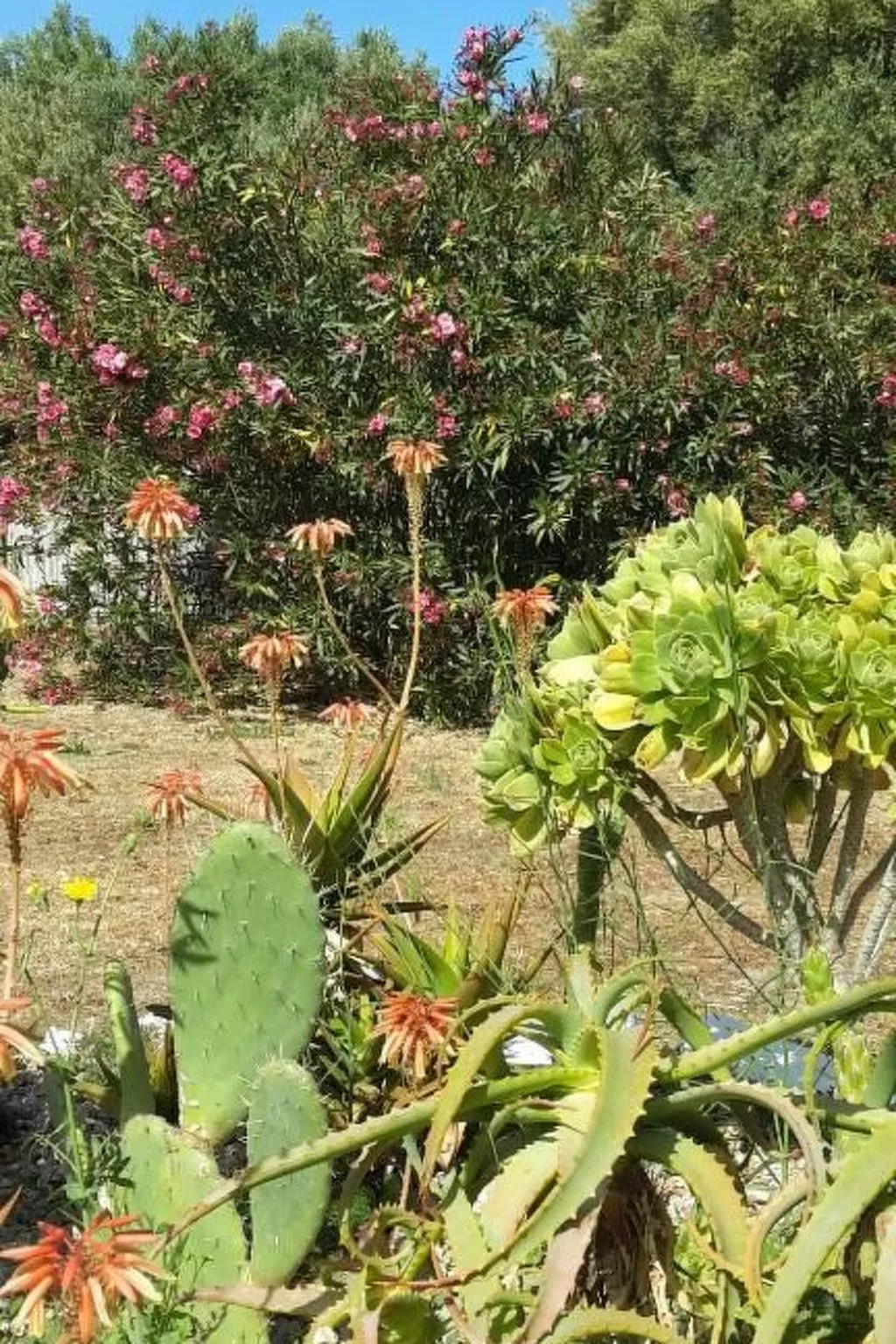 Agnese-Image-tags.info