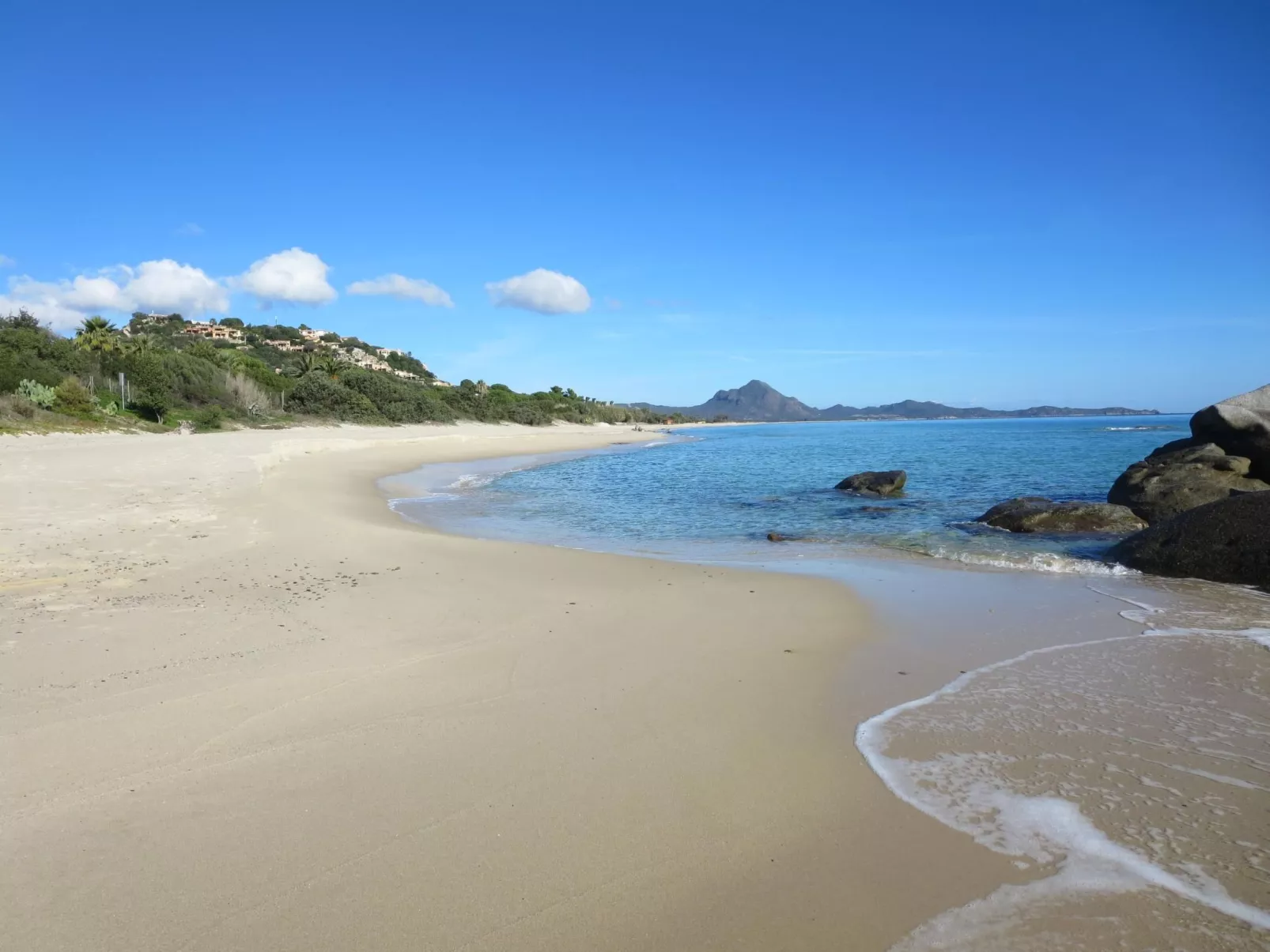 Bilo mimosa-Image-tags.info