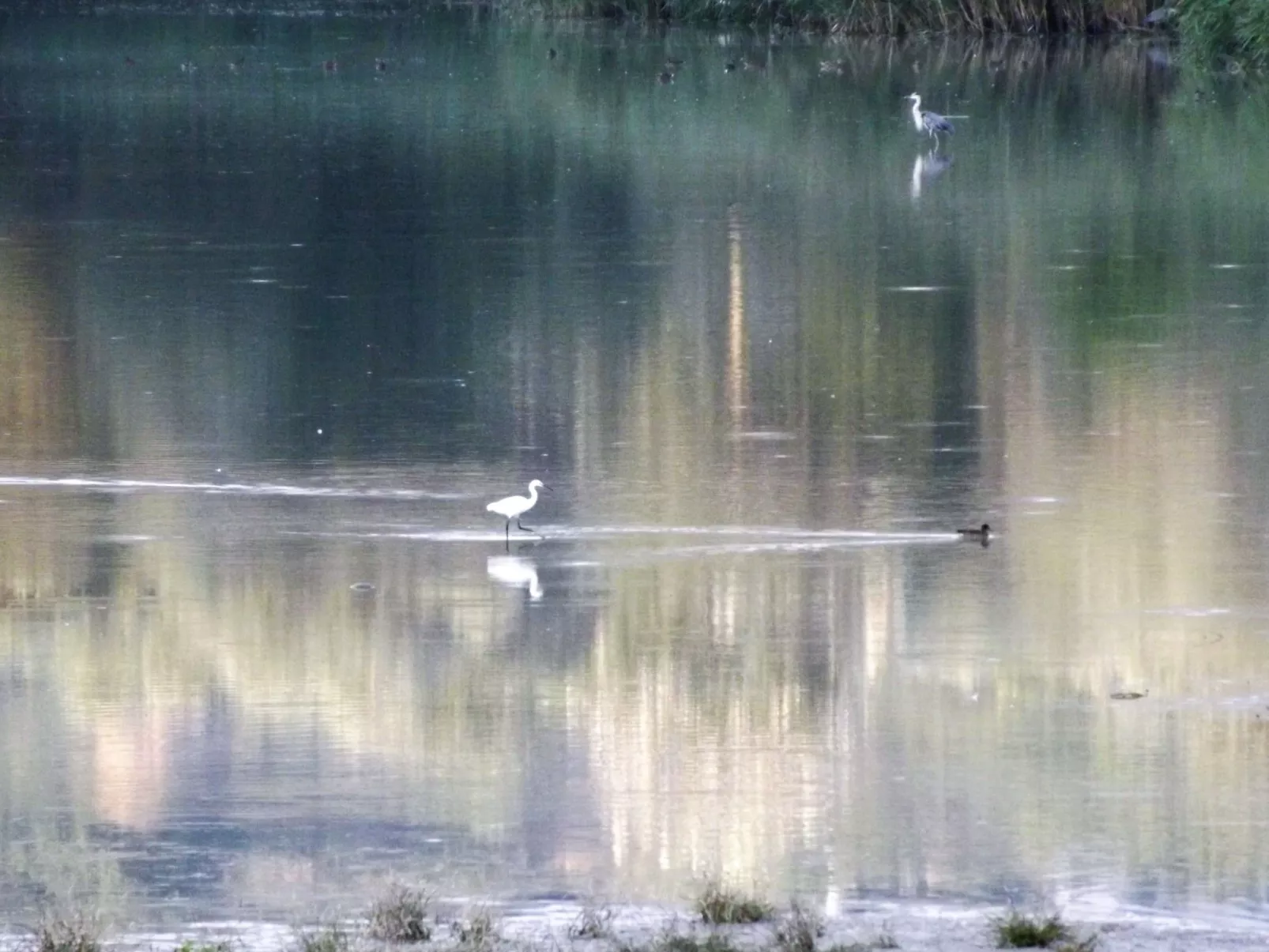 Flache Linde-Draußen