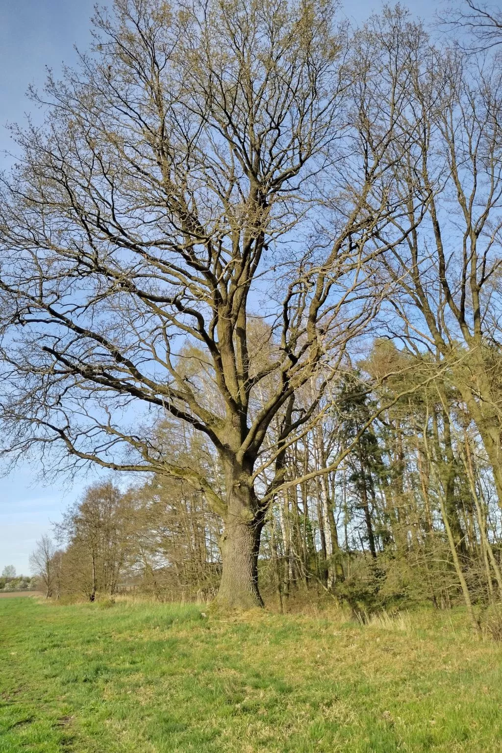 Itzinger-Image-tags.info