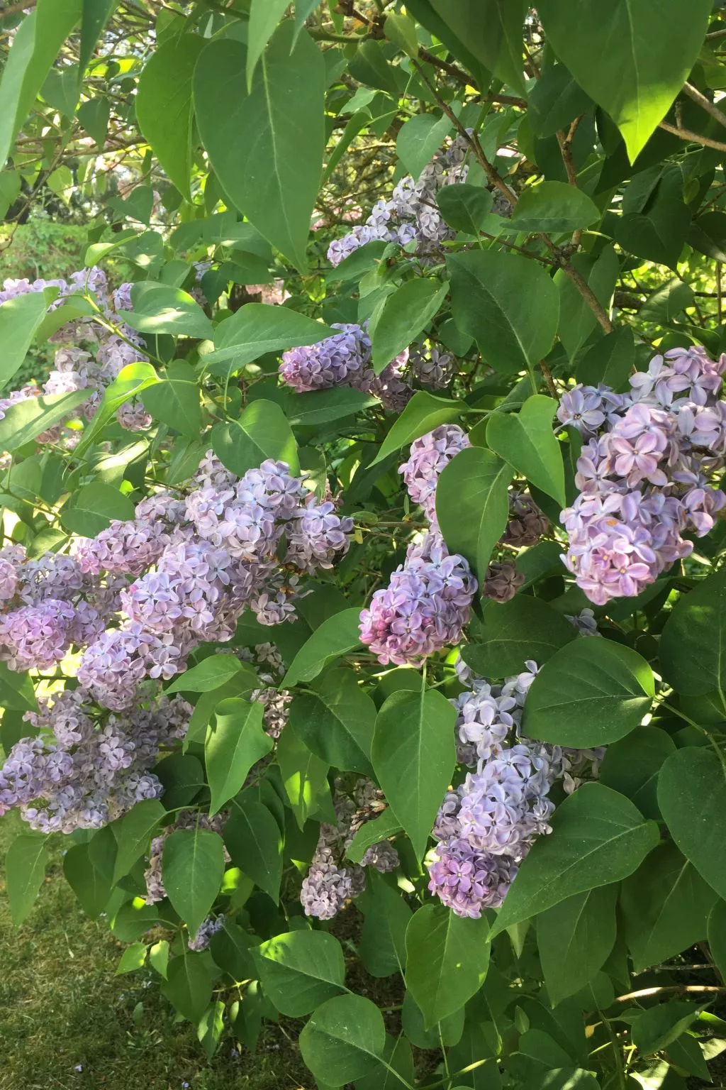 Spitzwegerich-Dehors