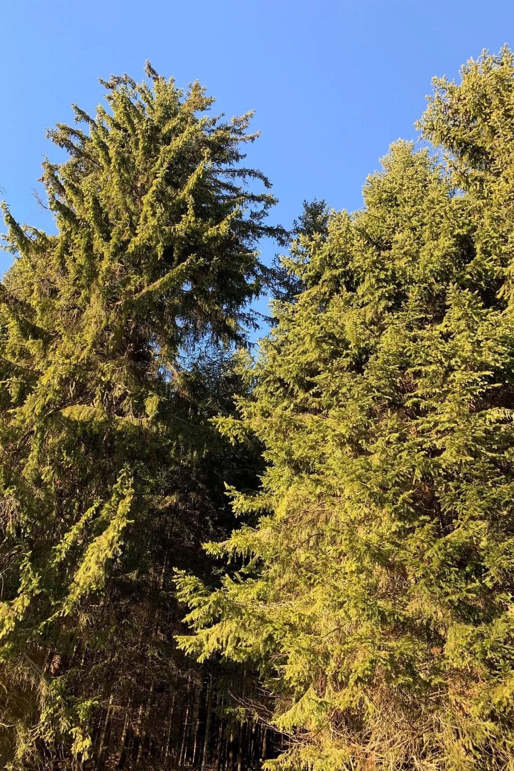 Fichtelzauber mit Sauna-Dehors