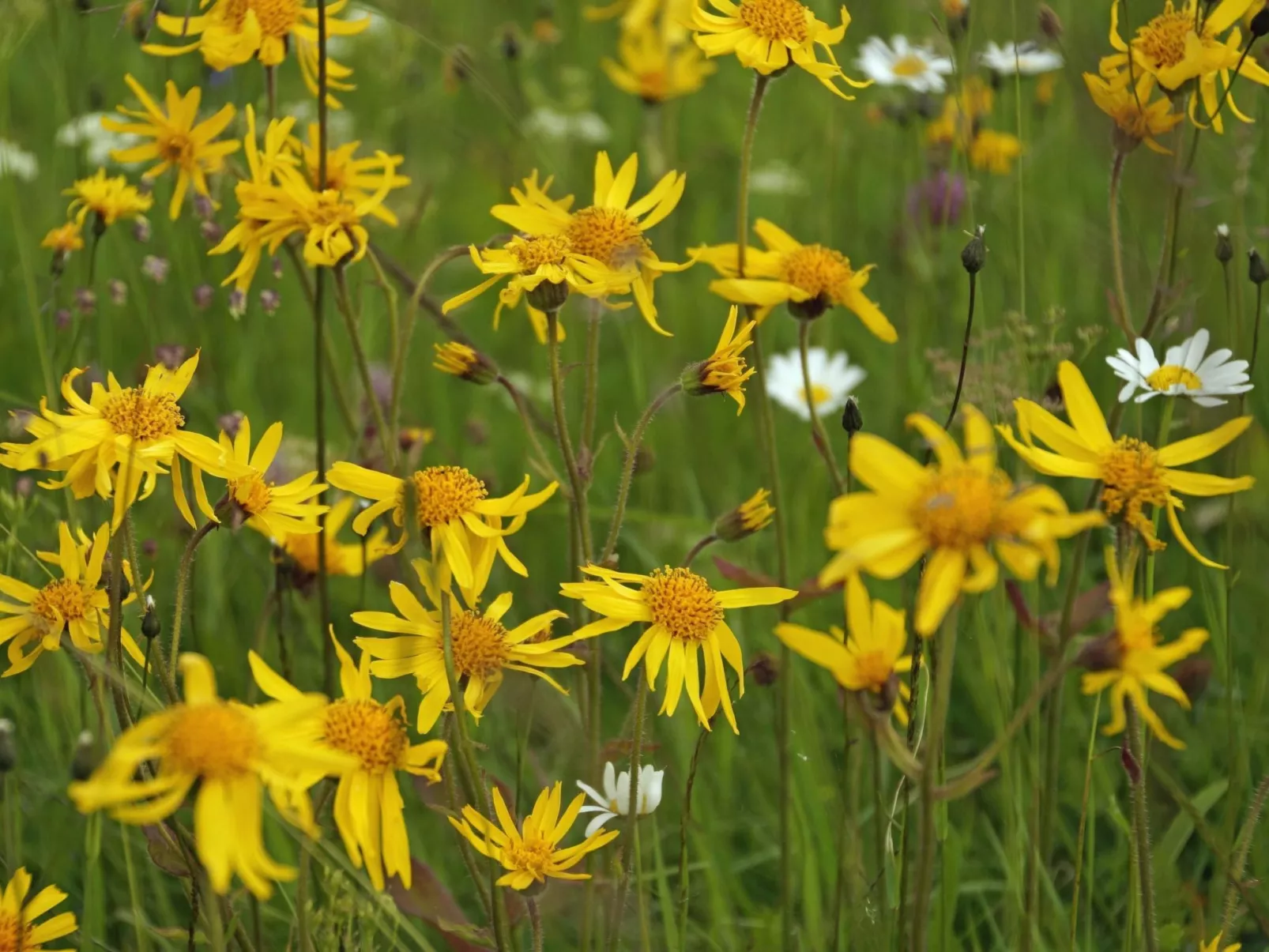 Wiesengrund-Image-tags.info