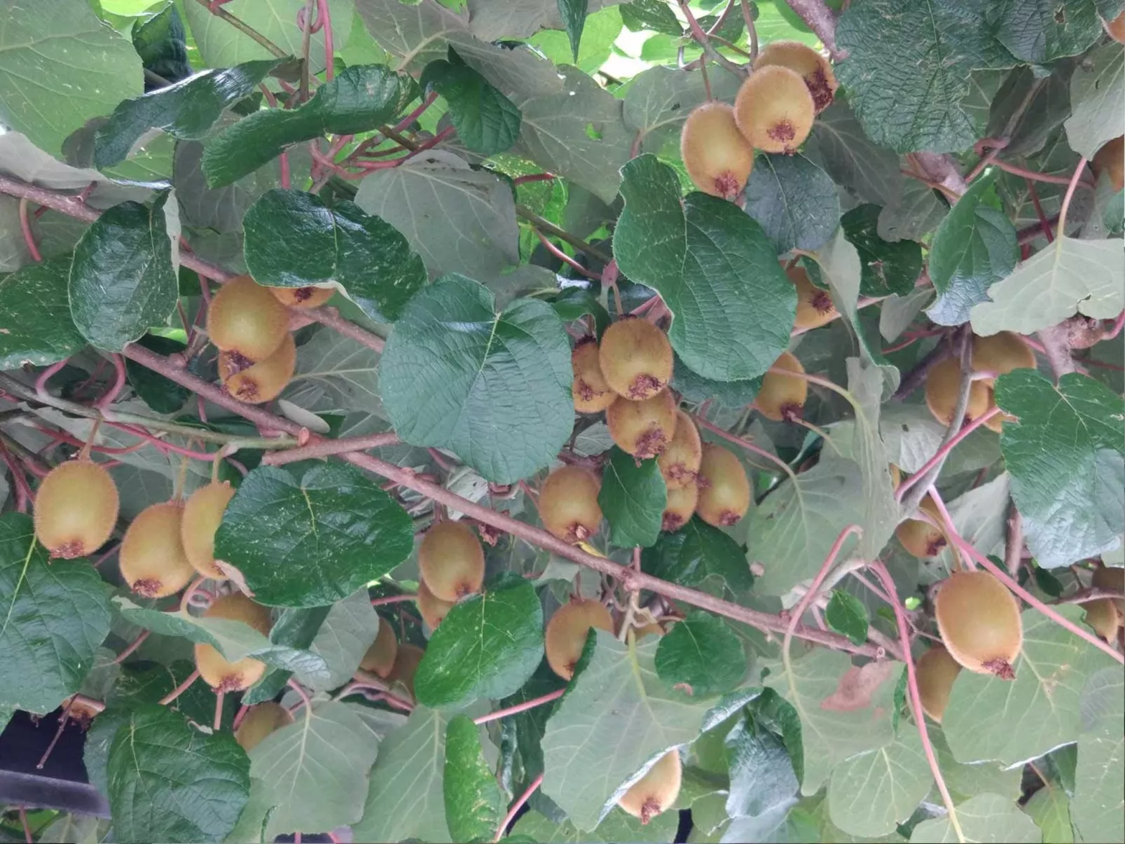 Wohnung Lapanja 2 mit Gemeinschaftsgarten-Draußen