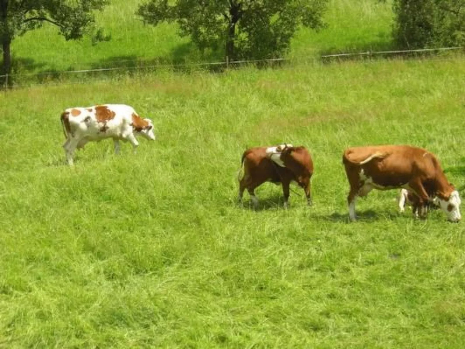 Wohnung "Himmelreich"-Draußen