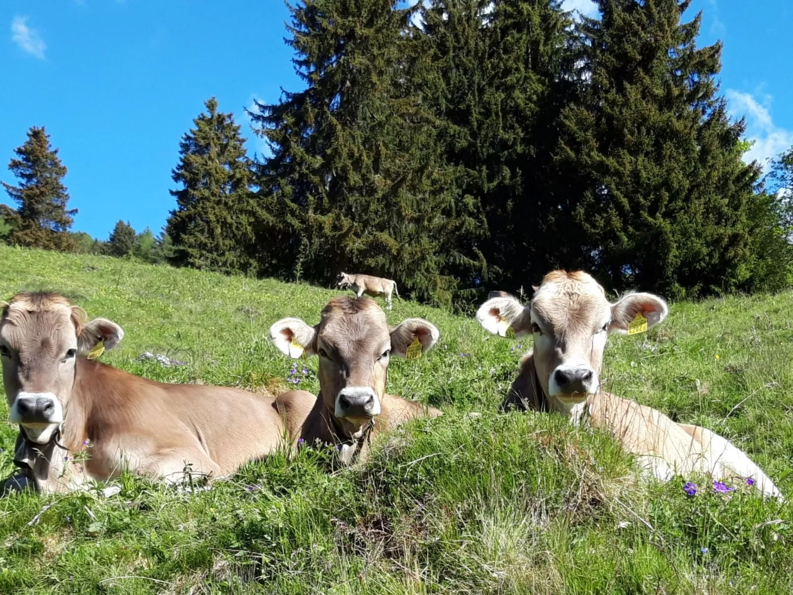 Hof Gross Gada-Dehors