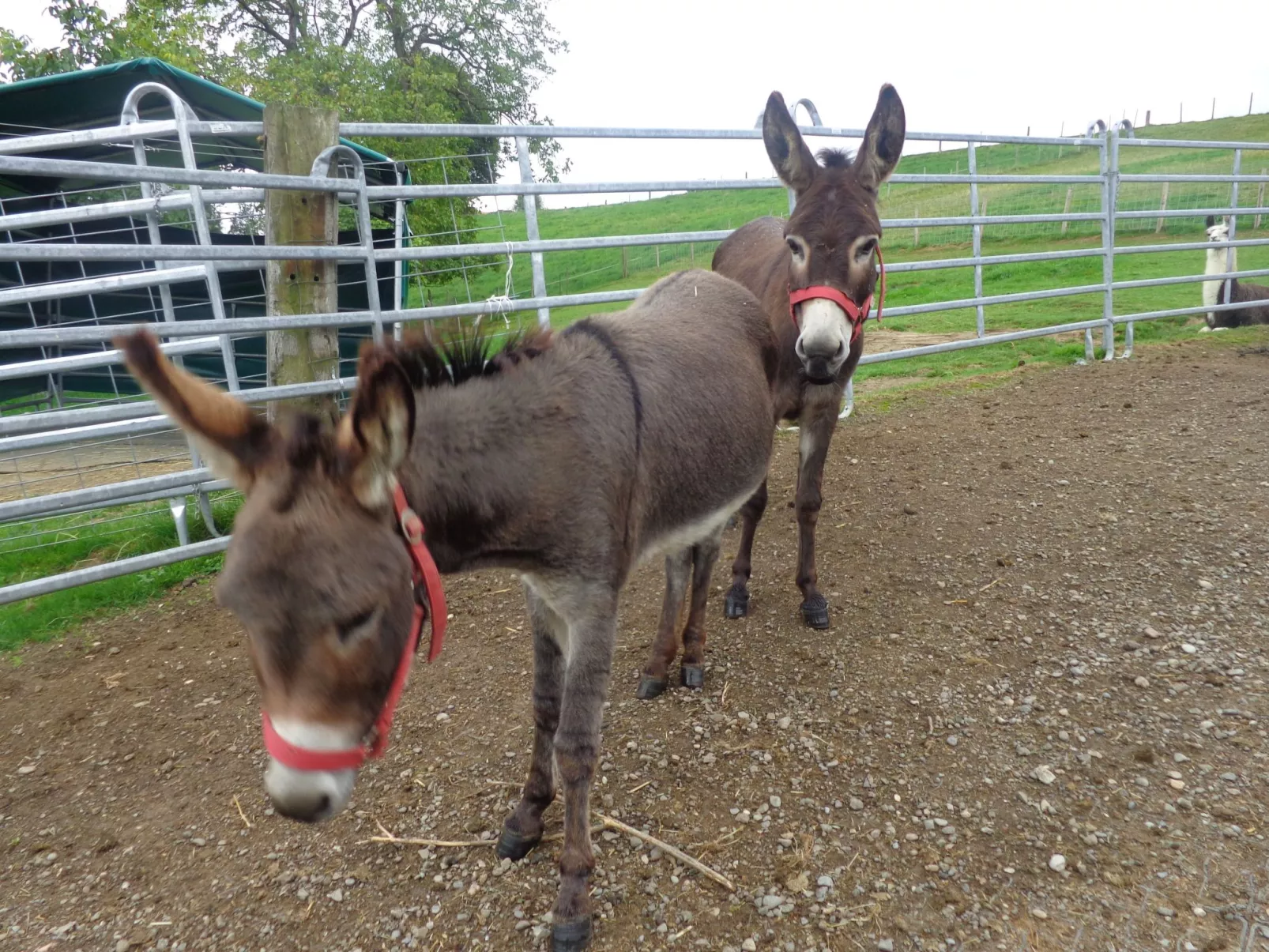Lamahof Tschäppel-Outside