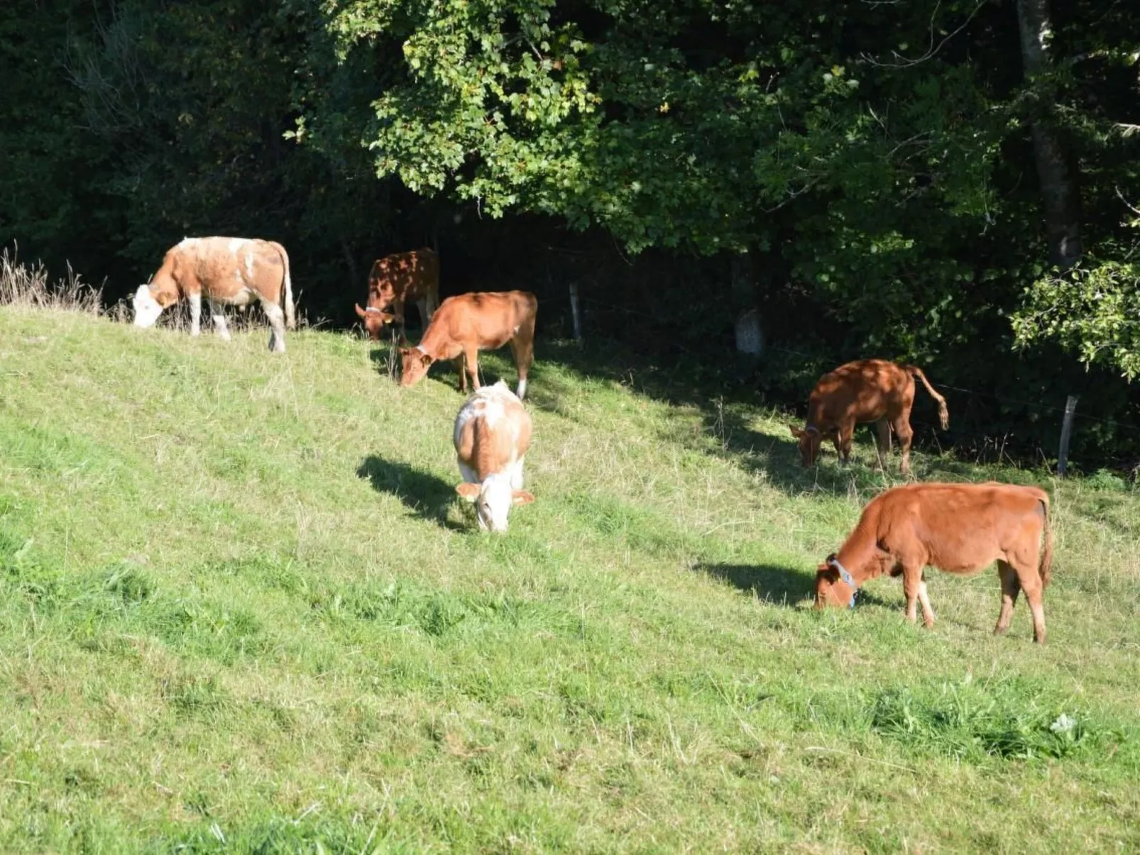 Bauernhof Gerber-Draußen